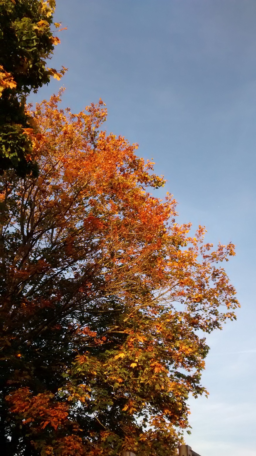 A deciduous tree in autumn turning copper and gold, against a blue sky background