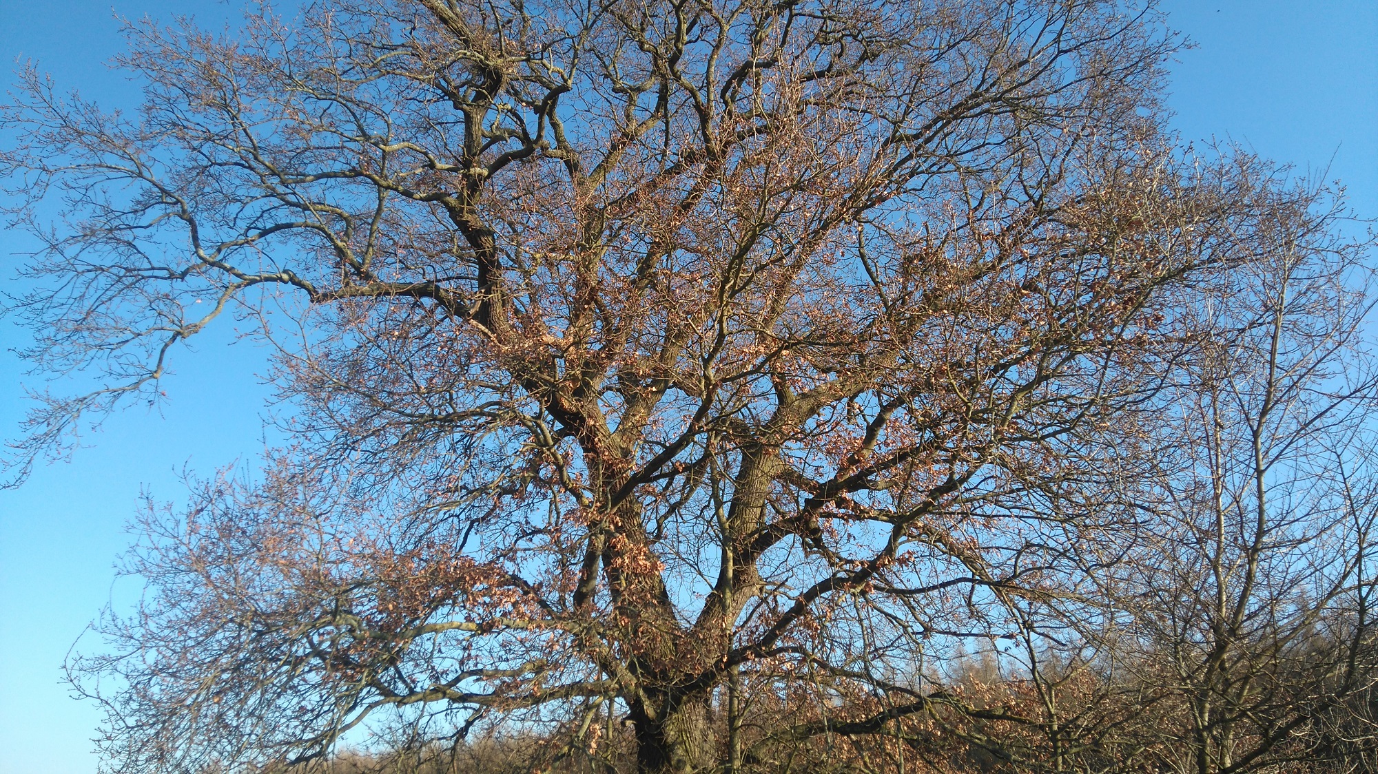 A bare wintry deciduous tree is bathed in sunshine under a blue sky.