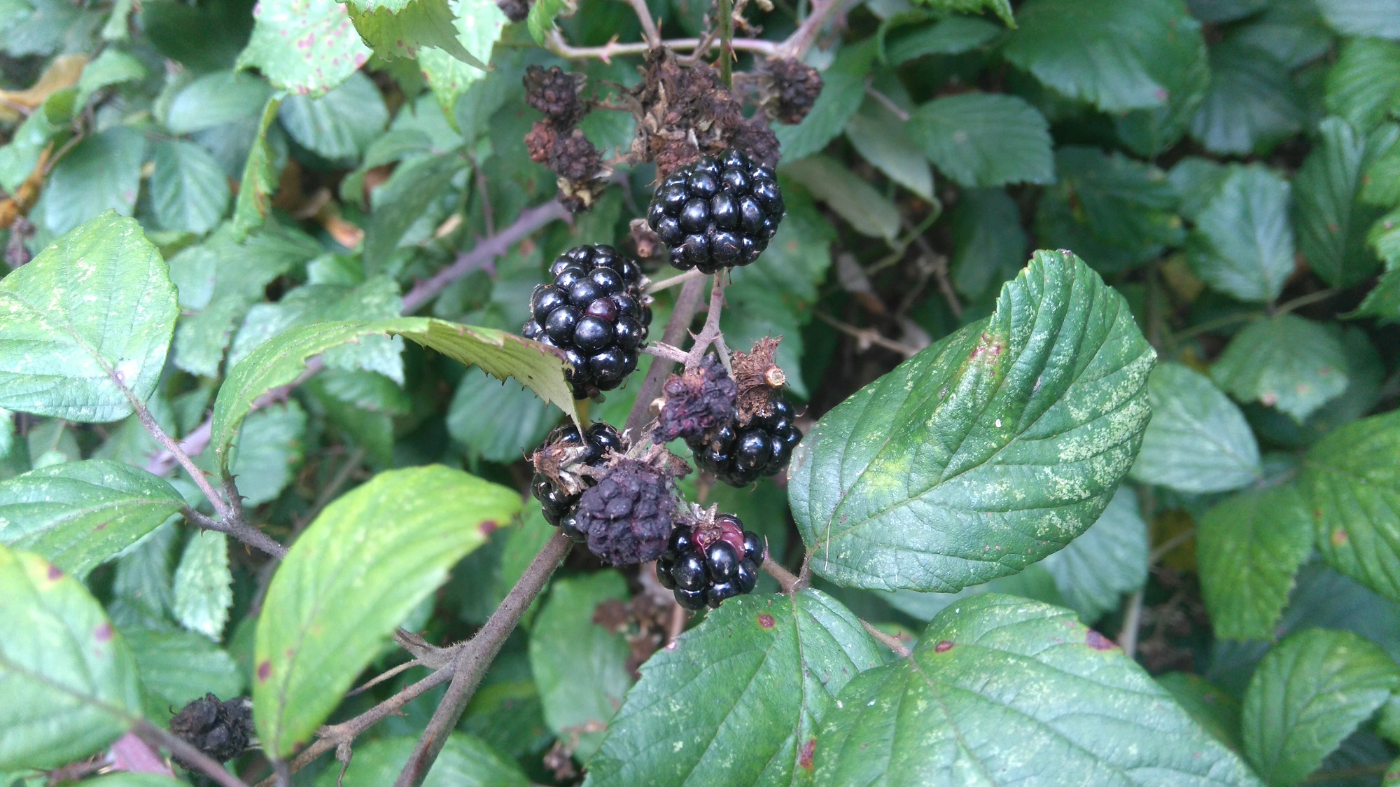 Blackberries autumn ripe foliage