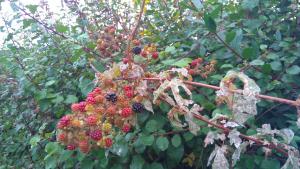 Blackberries in various states of ripeness sit within a summer hedge