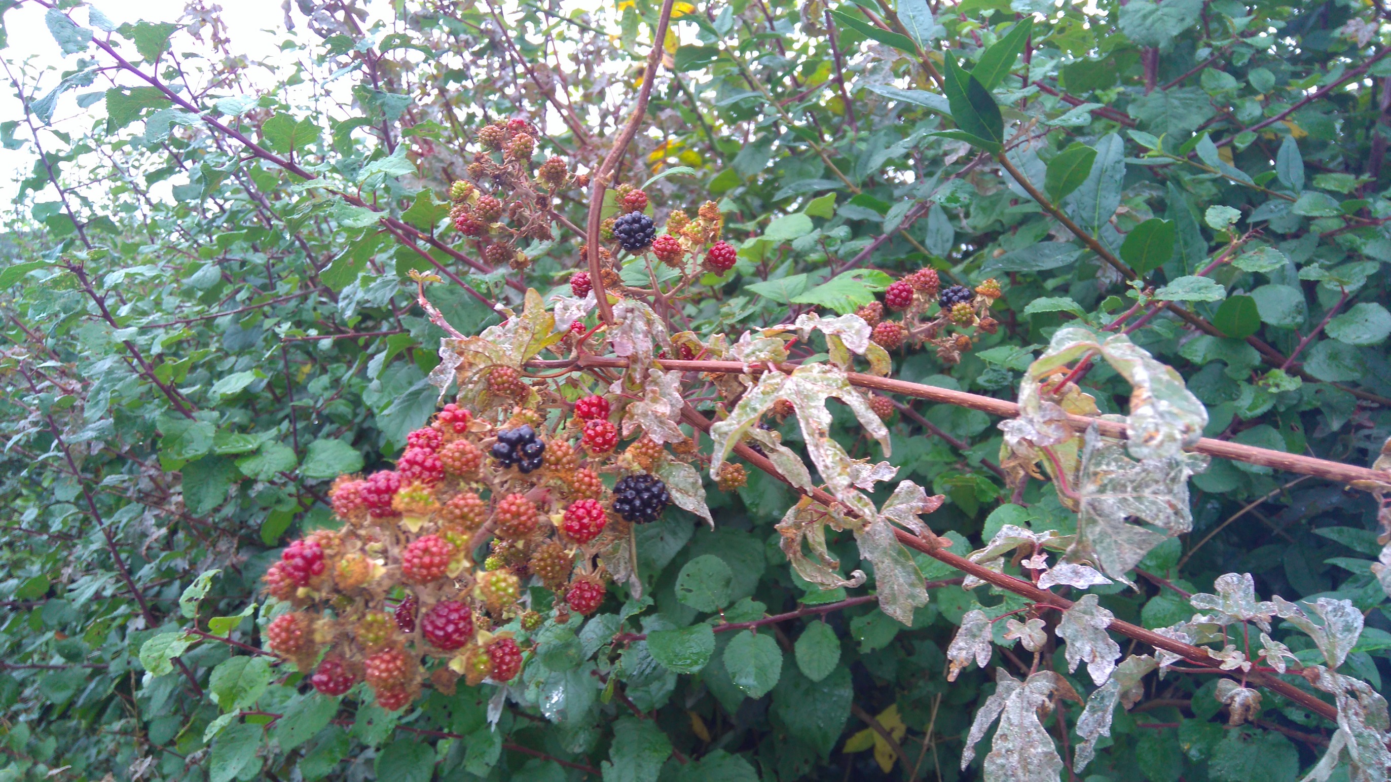 Blackberries hedge foliage summer fruit