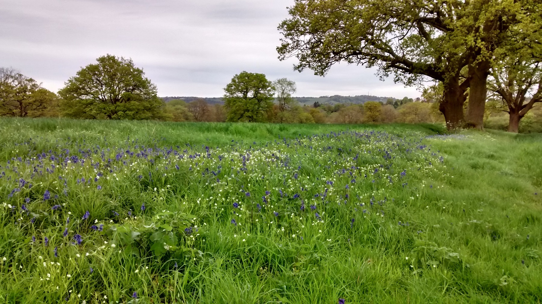 Bluebells and whitebells grow on a gentle grassy ridge amongst open fields on a cloudy spring day.