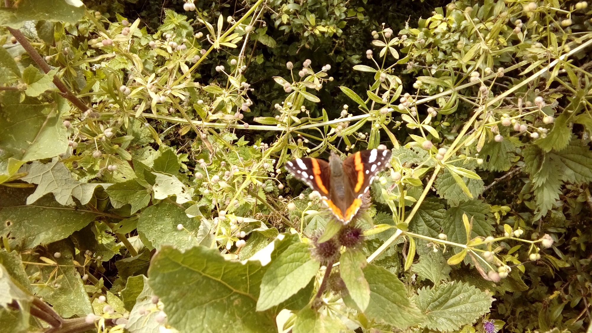 A butterfly rests on some summer foliage on a sunny day