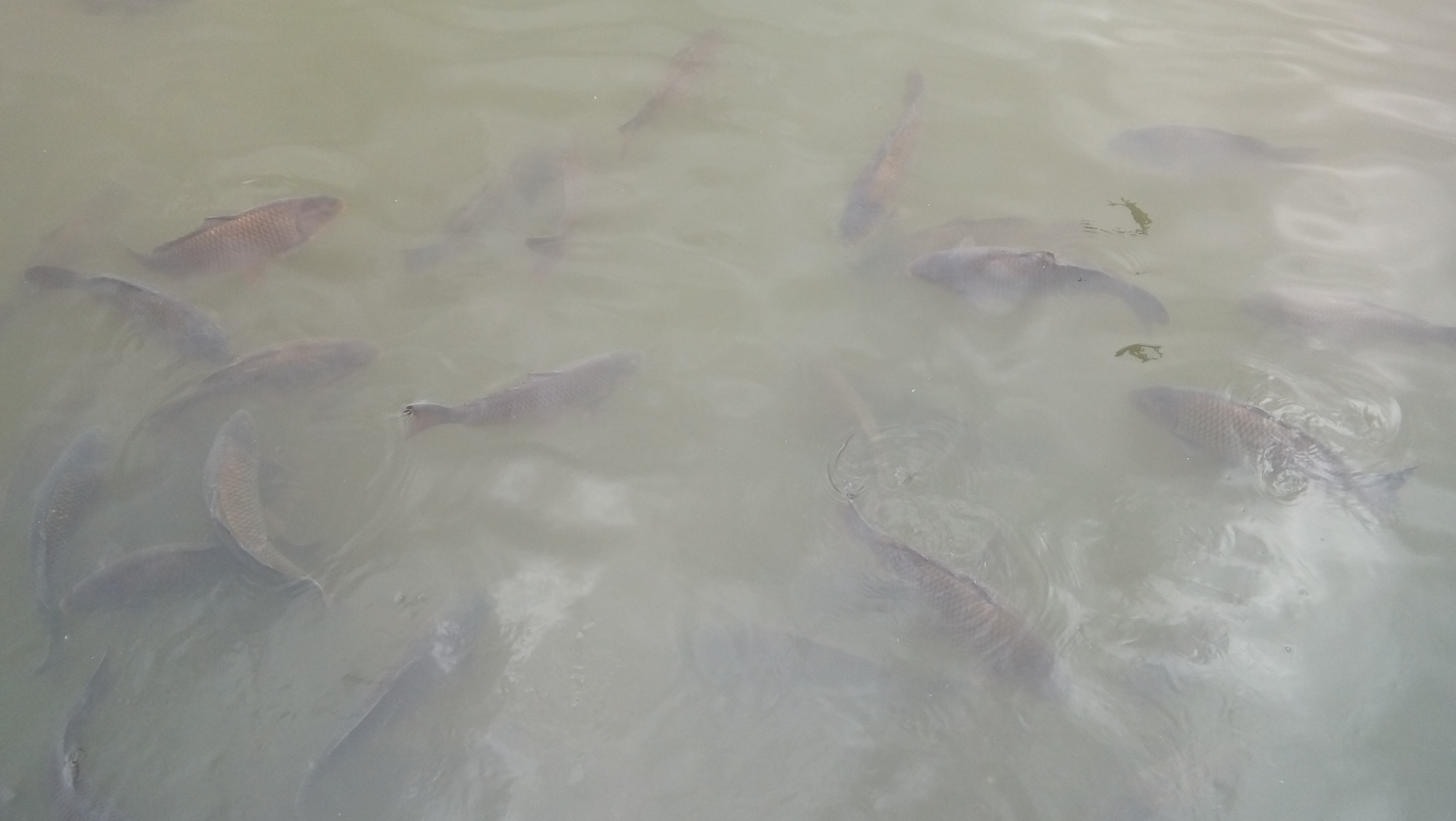 A shoal of carp on the surface of a lake