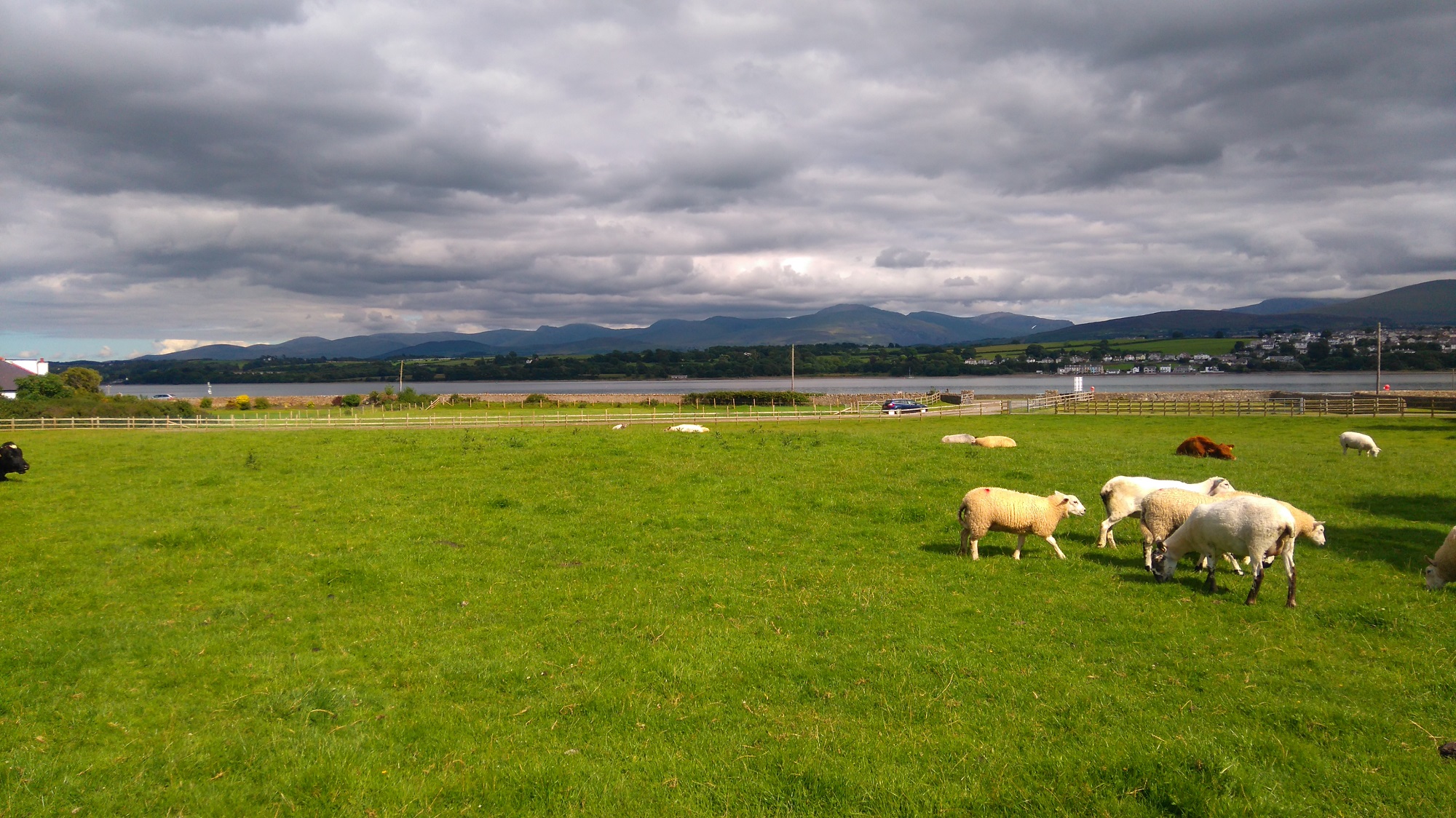 Sheep and cows in a spacious field on a sunny summer day, with the mountains of north Wales visible in the background. Anglesey.