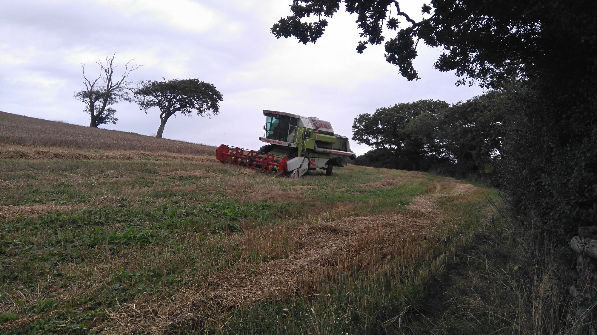 Combined harvester in field