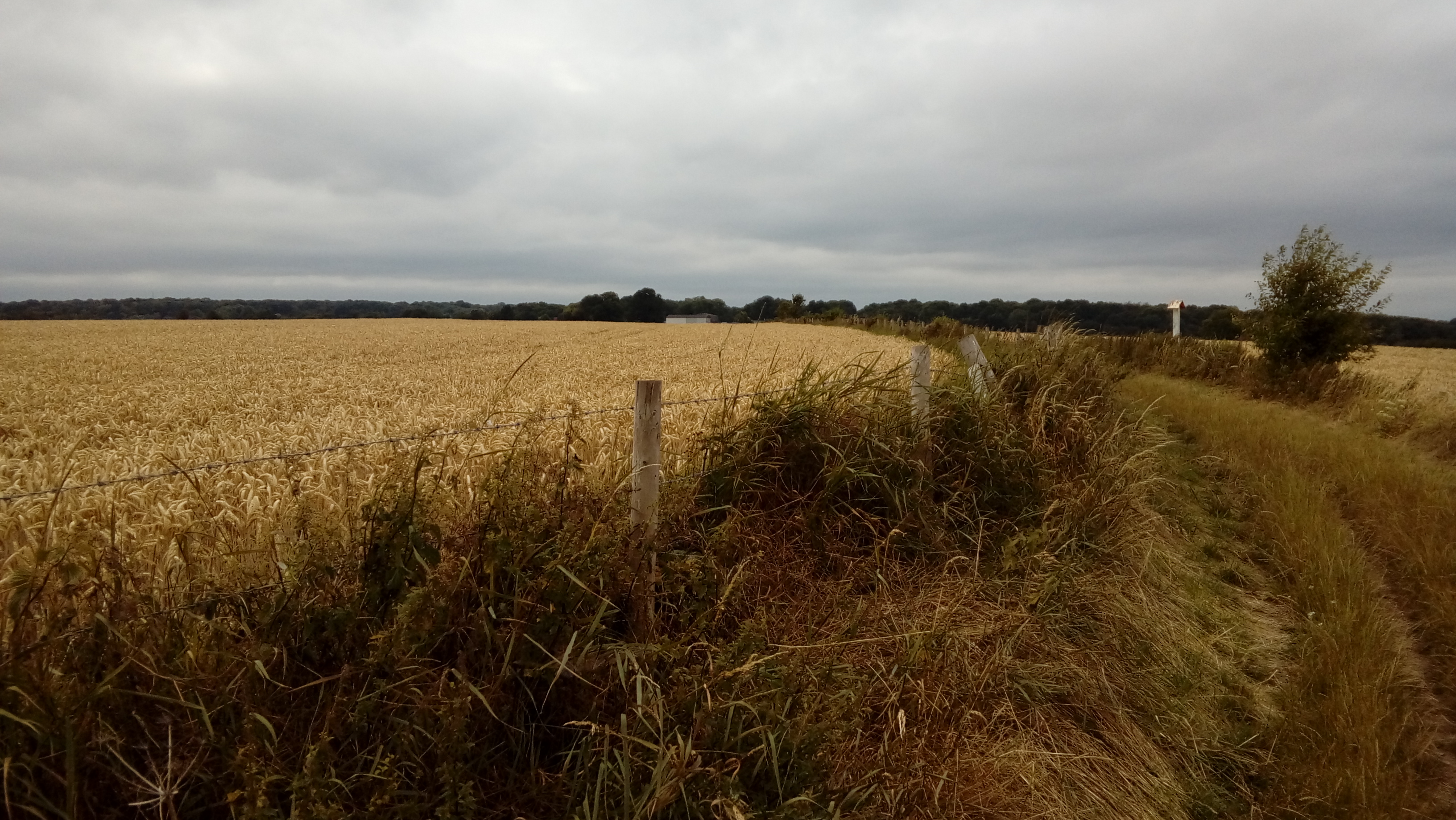 A cornfield viewed on a dull summer day in 2017