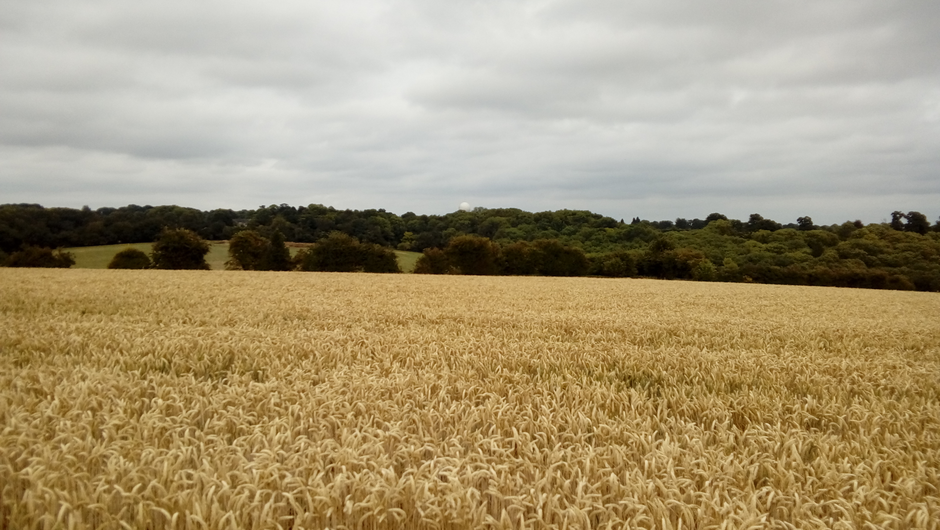 A cornfield in Buckinghamshire with fields and trees beyond under a cloudy sky