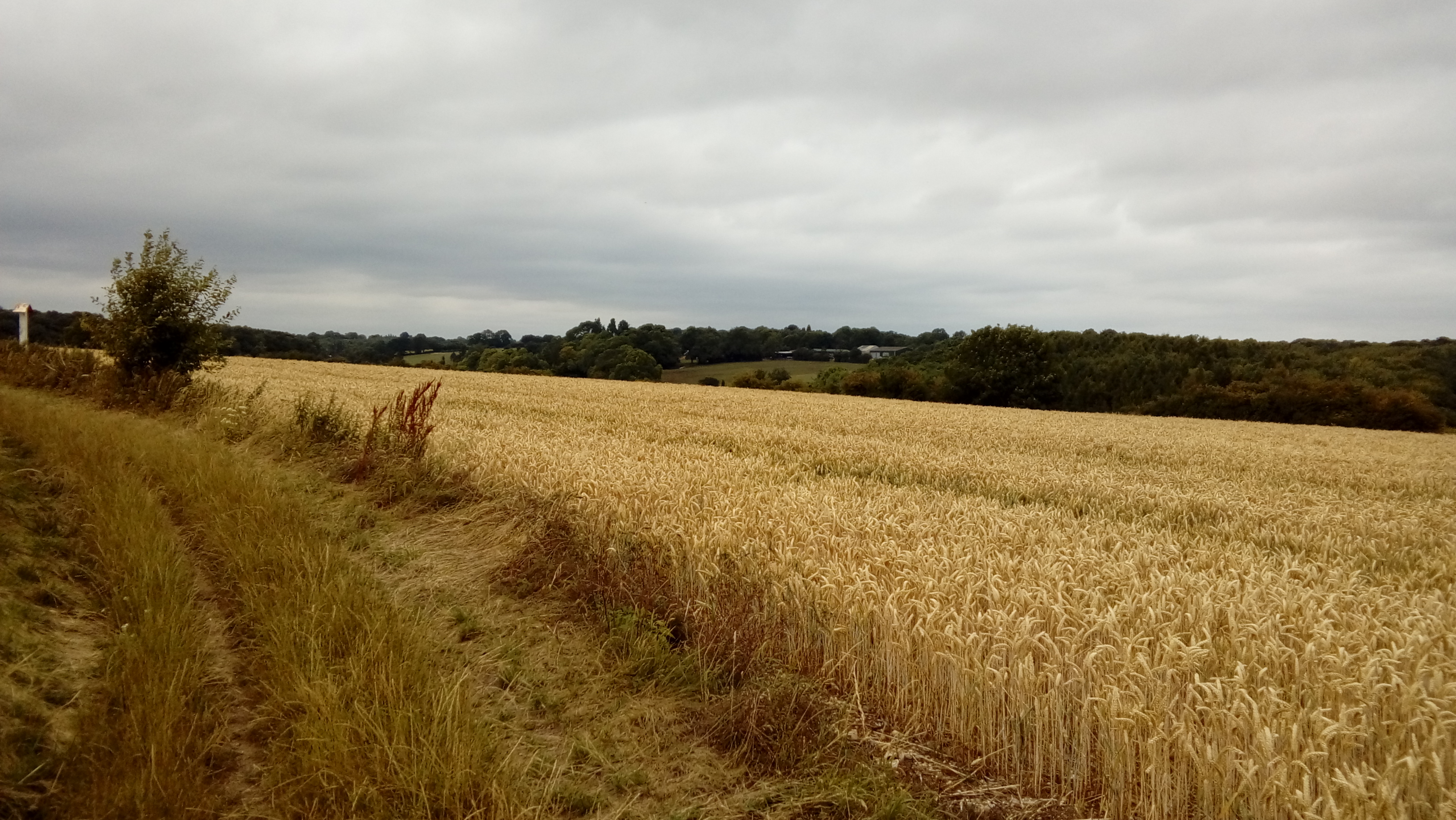 Cornfield hills trees cloudy sky corn