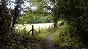 A country path in summer with a field to the left, and bushes and trees to the right. Windlesham, Surrey.