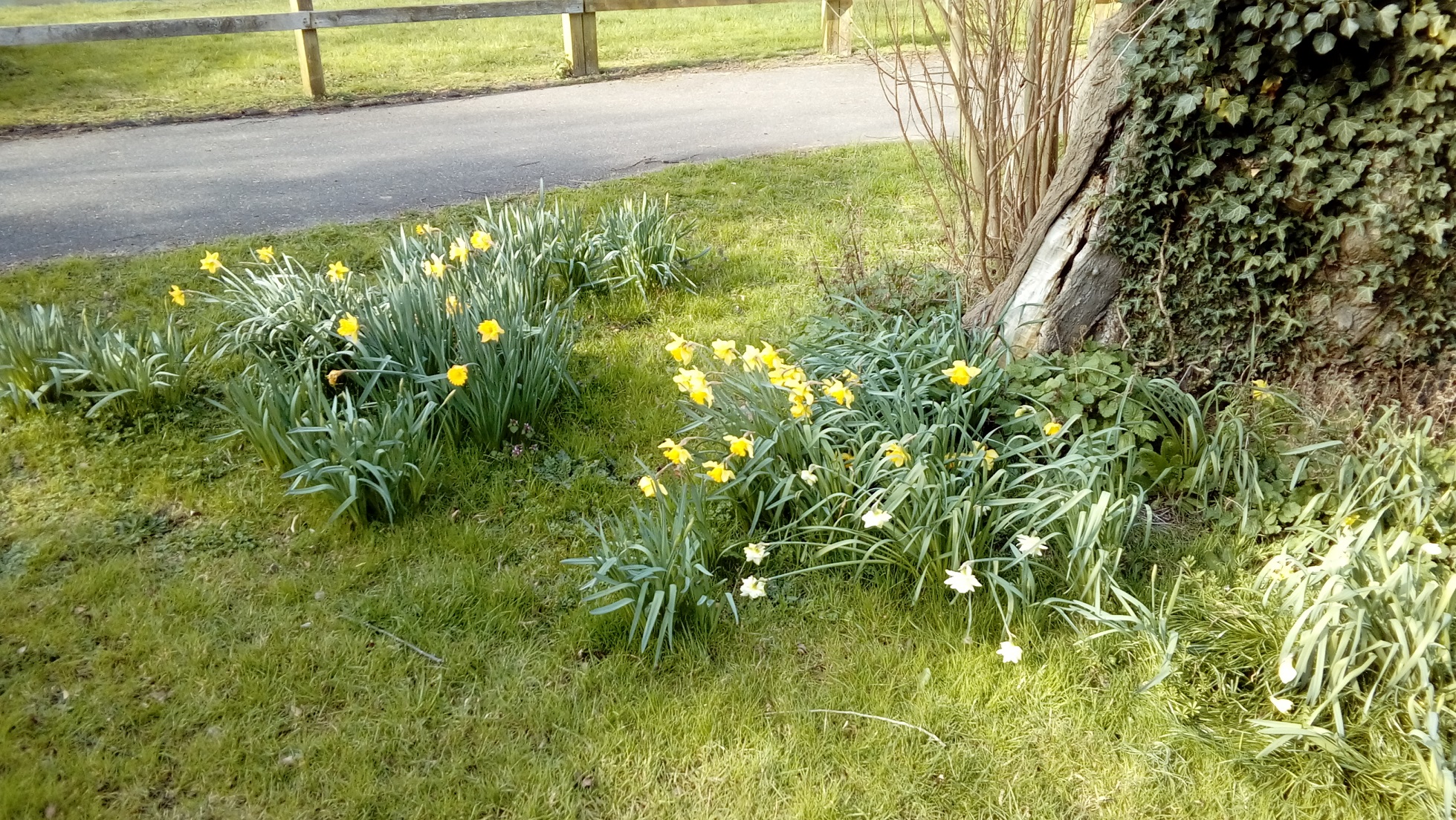 Daffodils spring sunny day grass