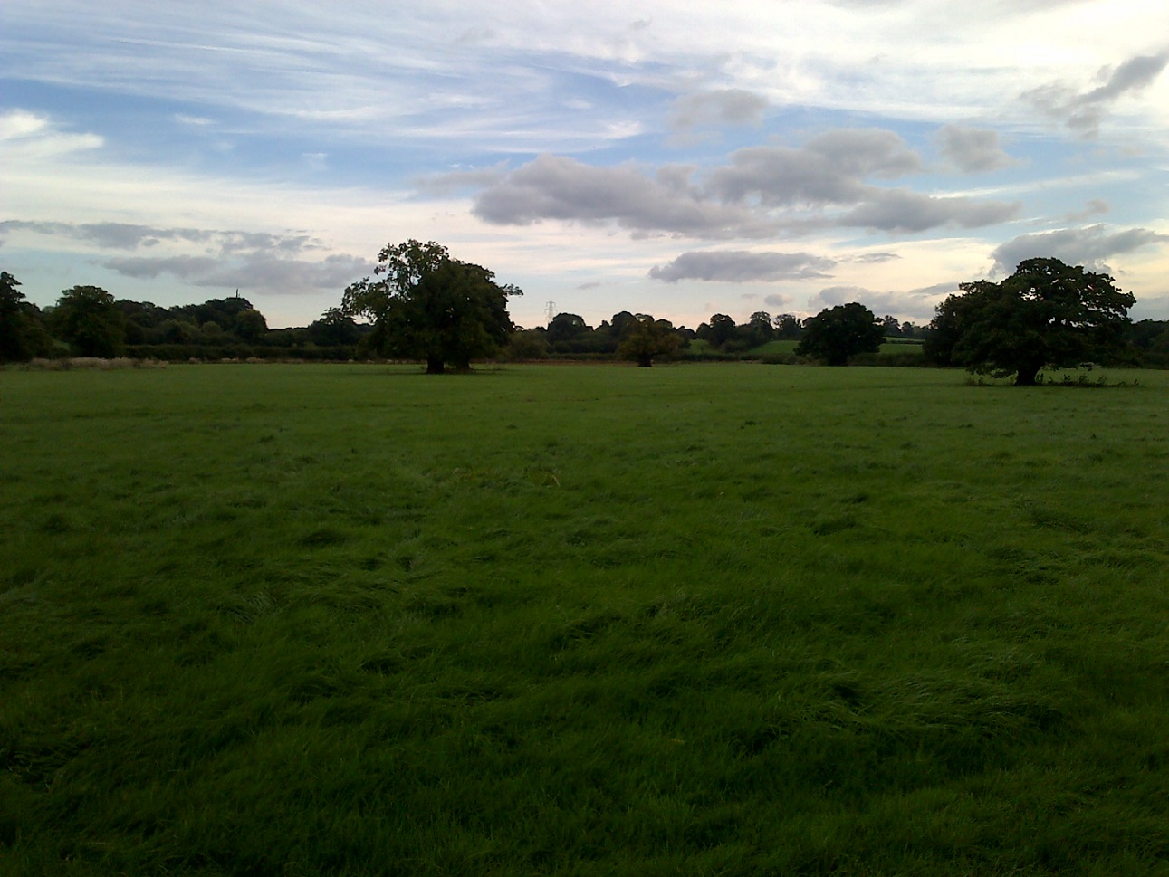 Oaks trees and hedges viewed amidst meadows on an early autumn evening