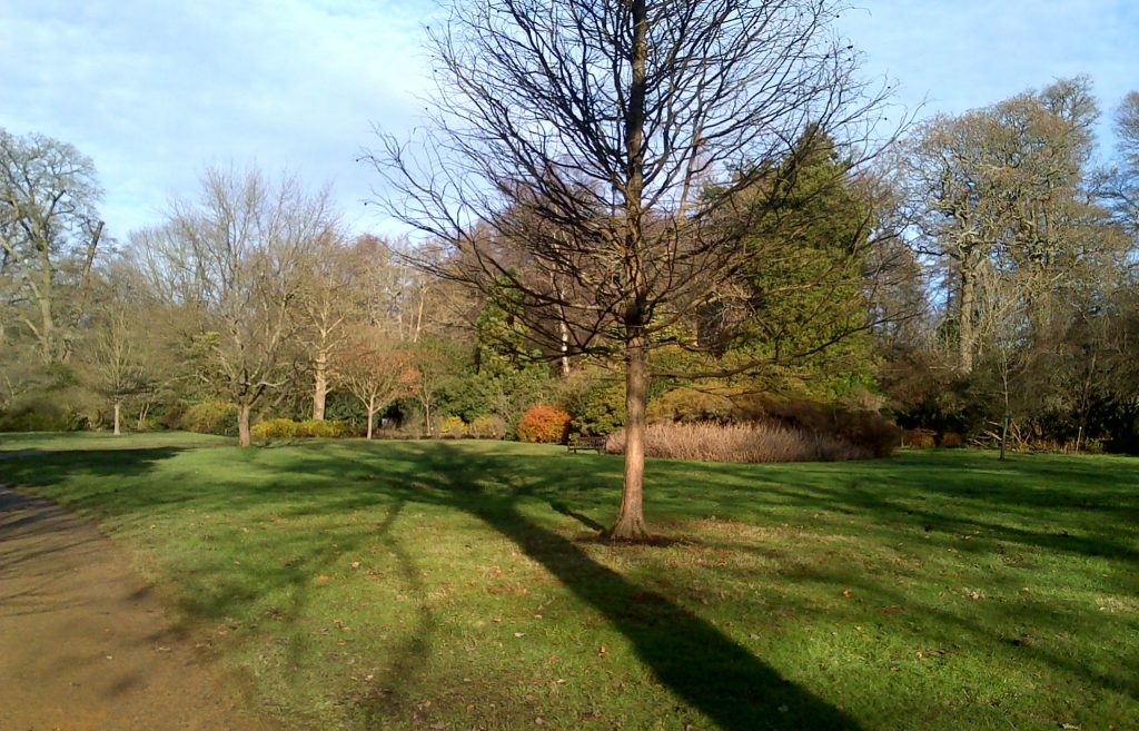 Gardens in winter sunshine trees grass - FREEPICS.UK