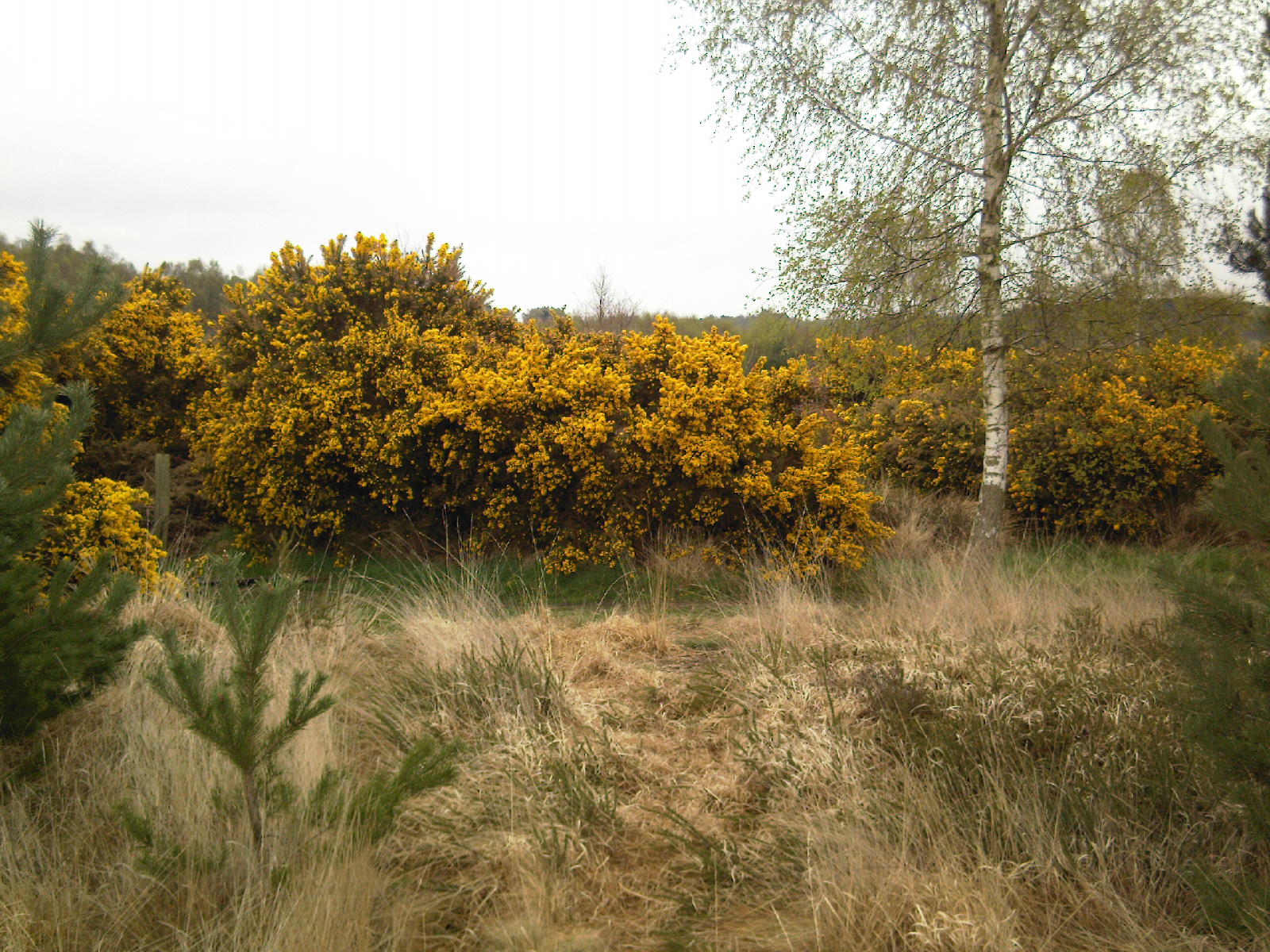 Gorse trees wild grass cloudy sky