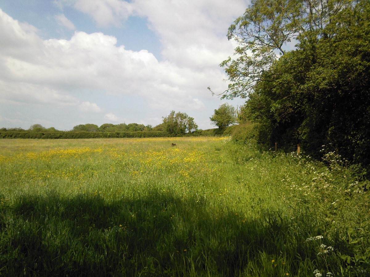 A summer meadow on a sunny day. Long grass in the meadow is shaded in the foreground, cowslips are present to the right before a hedge. Much of the field has yellow buttercups, and a deer is standing in the middle of the field.
