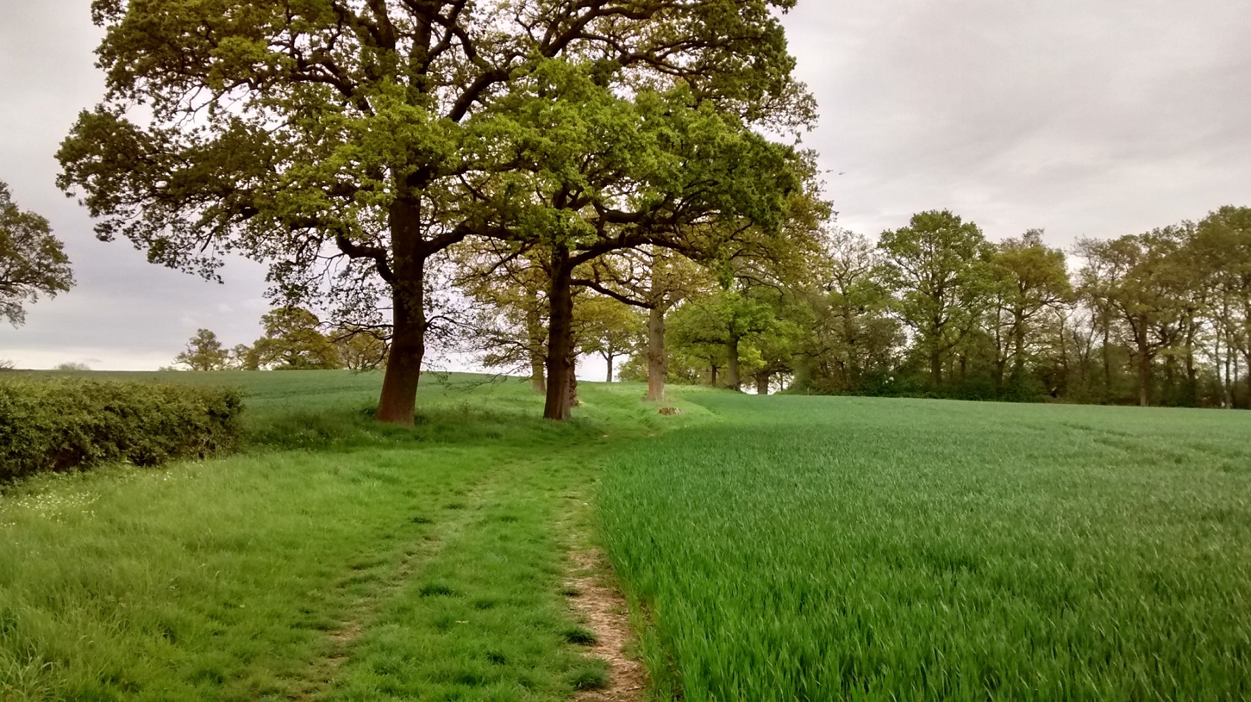 A grassy track rolls into the distance, past a stand of trees surrounded by open fields in the spring.