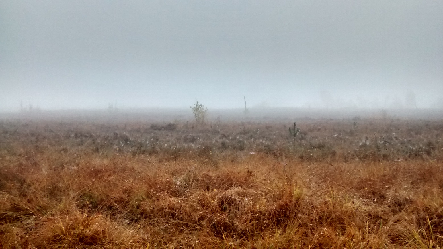 A view of heathland on a misty winter day