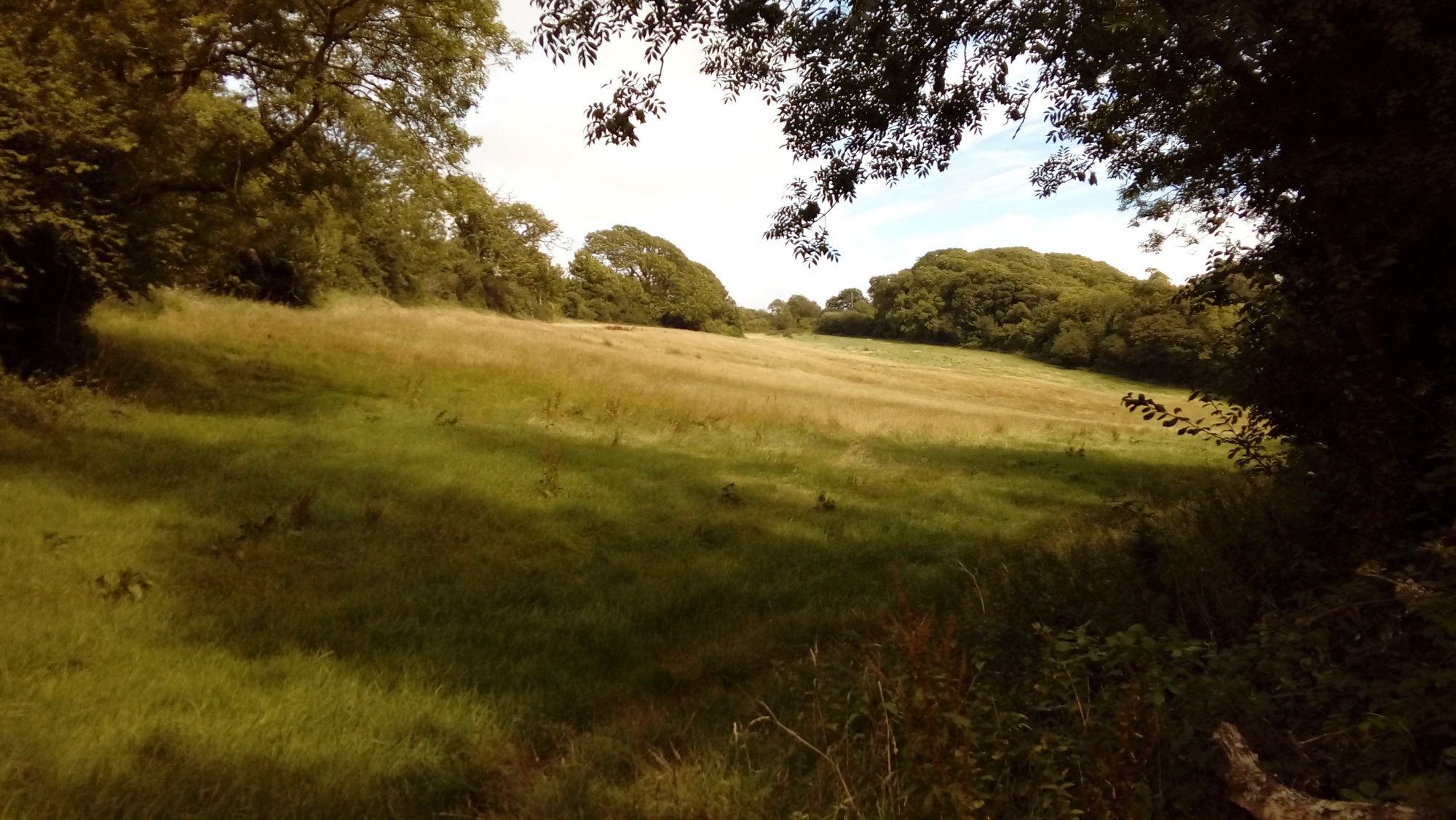 A sloping grassy meadow on a summer day surrounded by hedgerows.