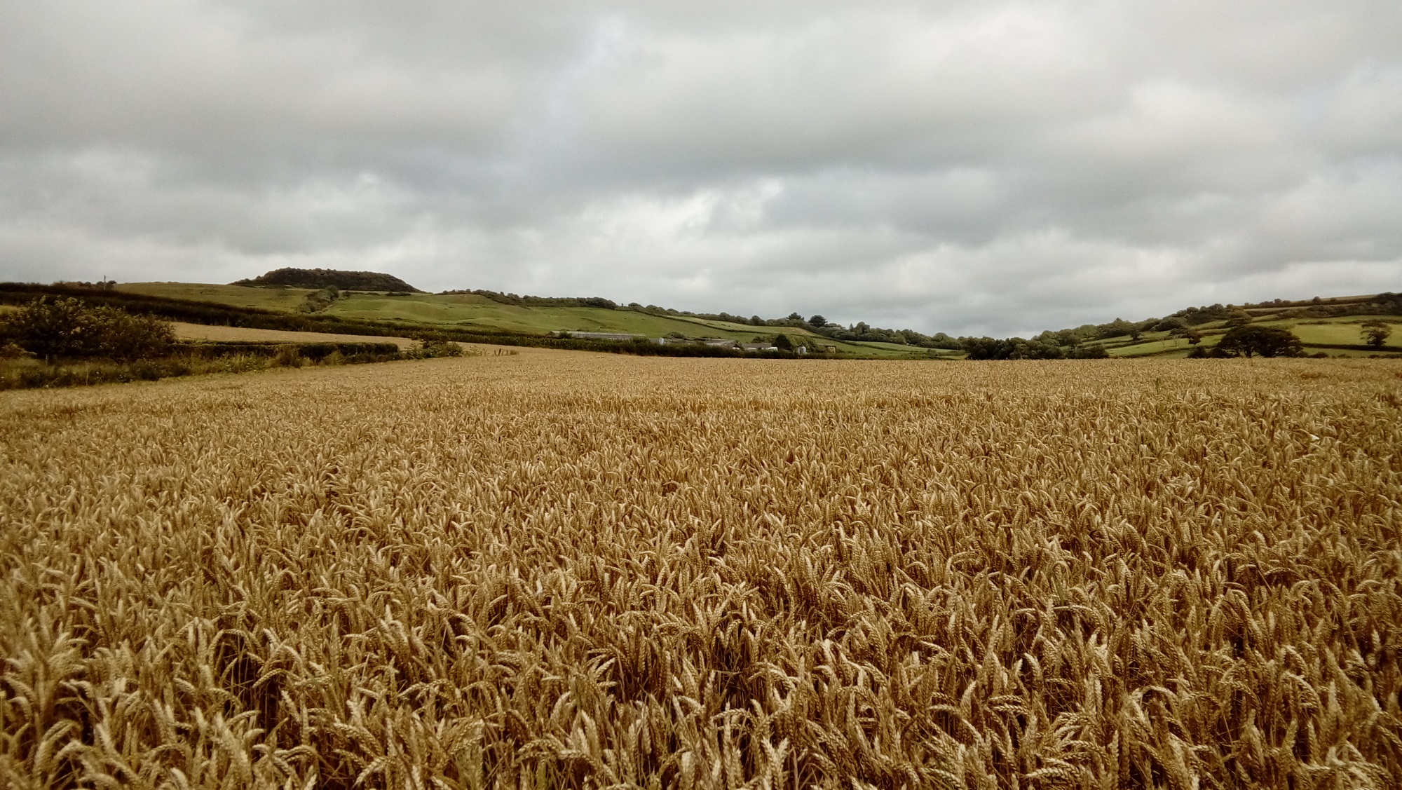 A large Dorset cornfield near Shipton Gorge on a cloudy summer day