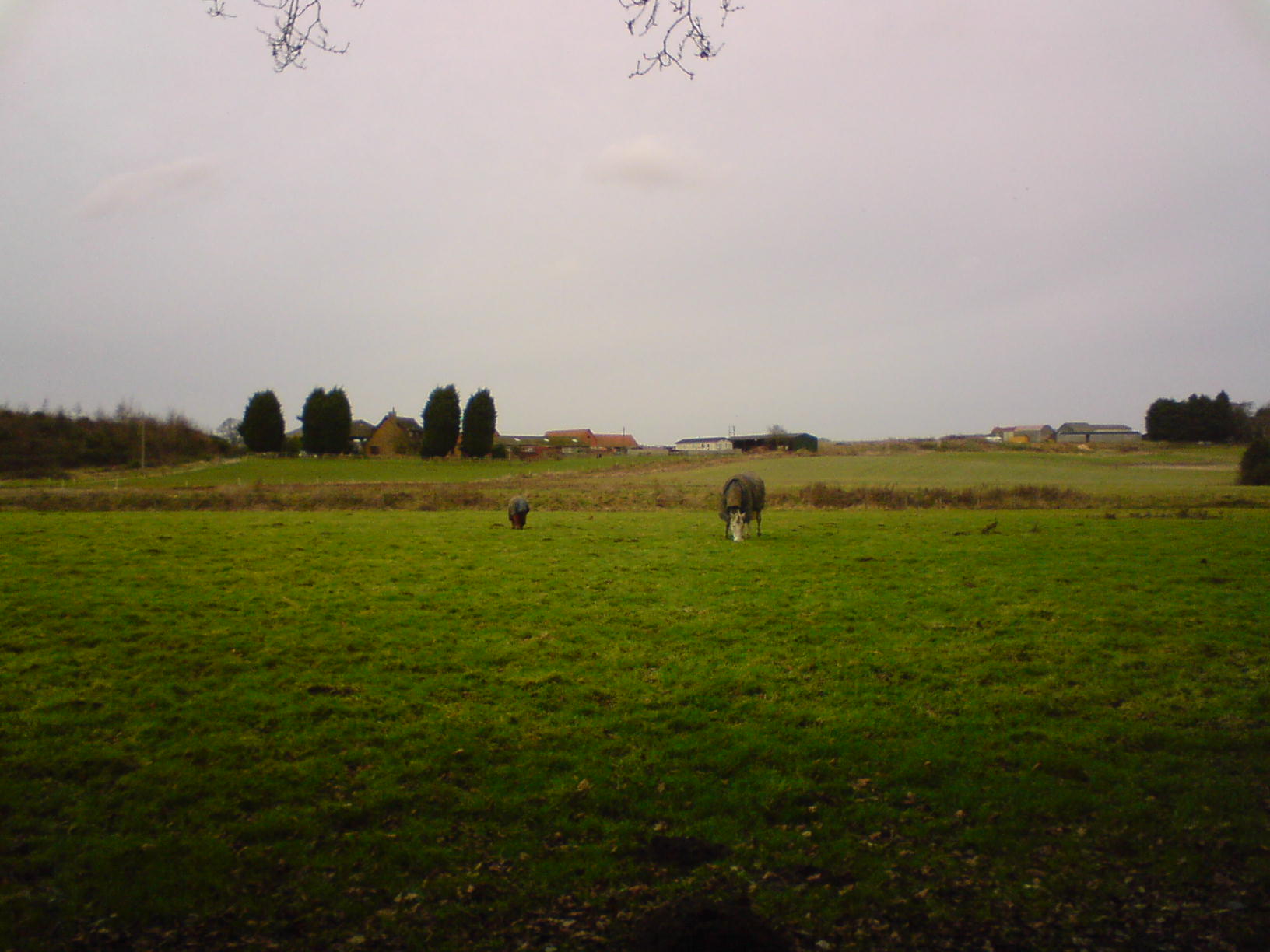 Large grassy field horses winter