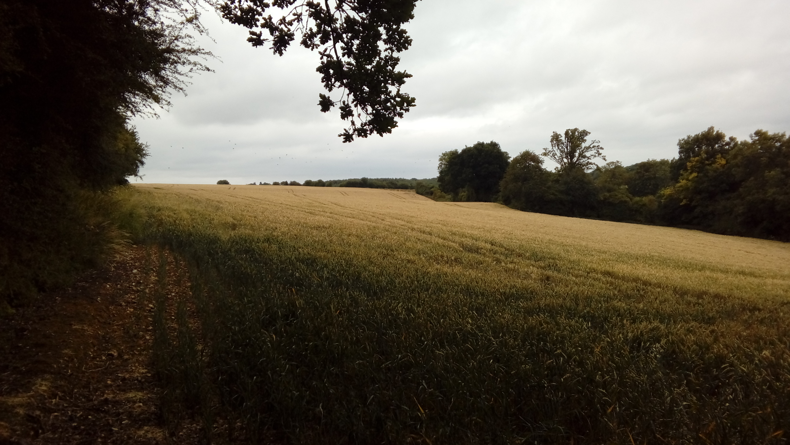 Long field on dull day hedgerows and trees