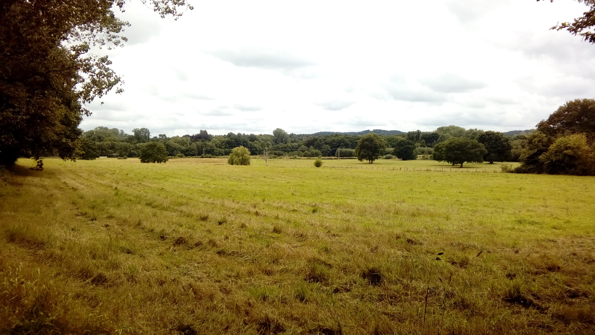 A large meadow with rough grass and some free standing trees on a summer day. A treeline is present to the left, and in the background woodland is present. Windlesham, Surrey.