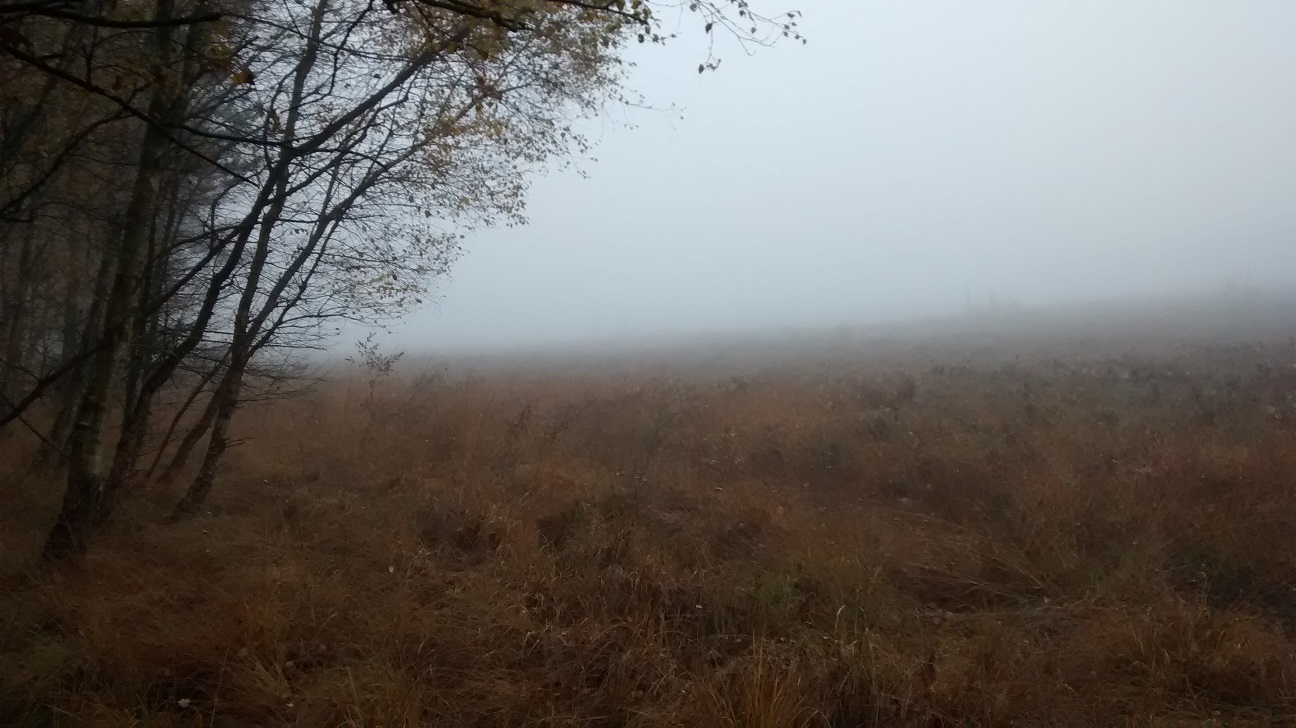 A misty winter day on heathland with trees to the left and open scrub land to the right.