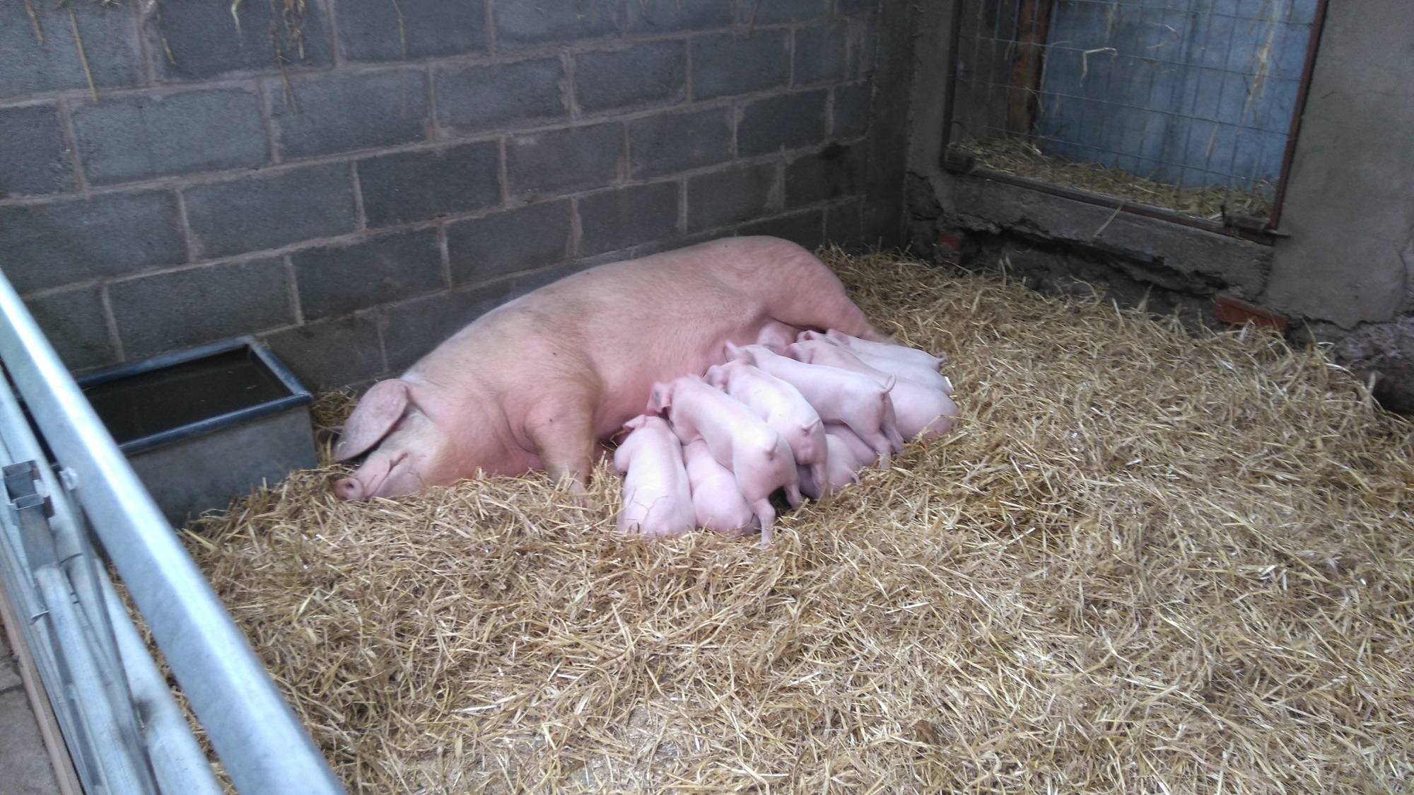 A set of piglets suckle from their mother in a straw filled stall