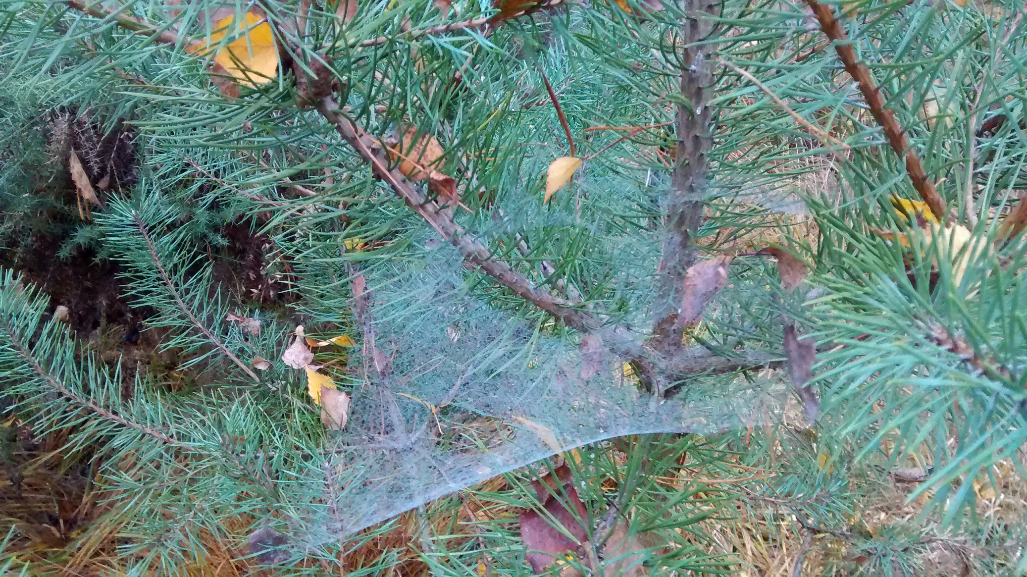 A pine tree on a damp winter day with cobwebs and leaves present