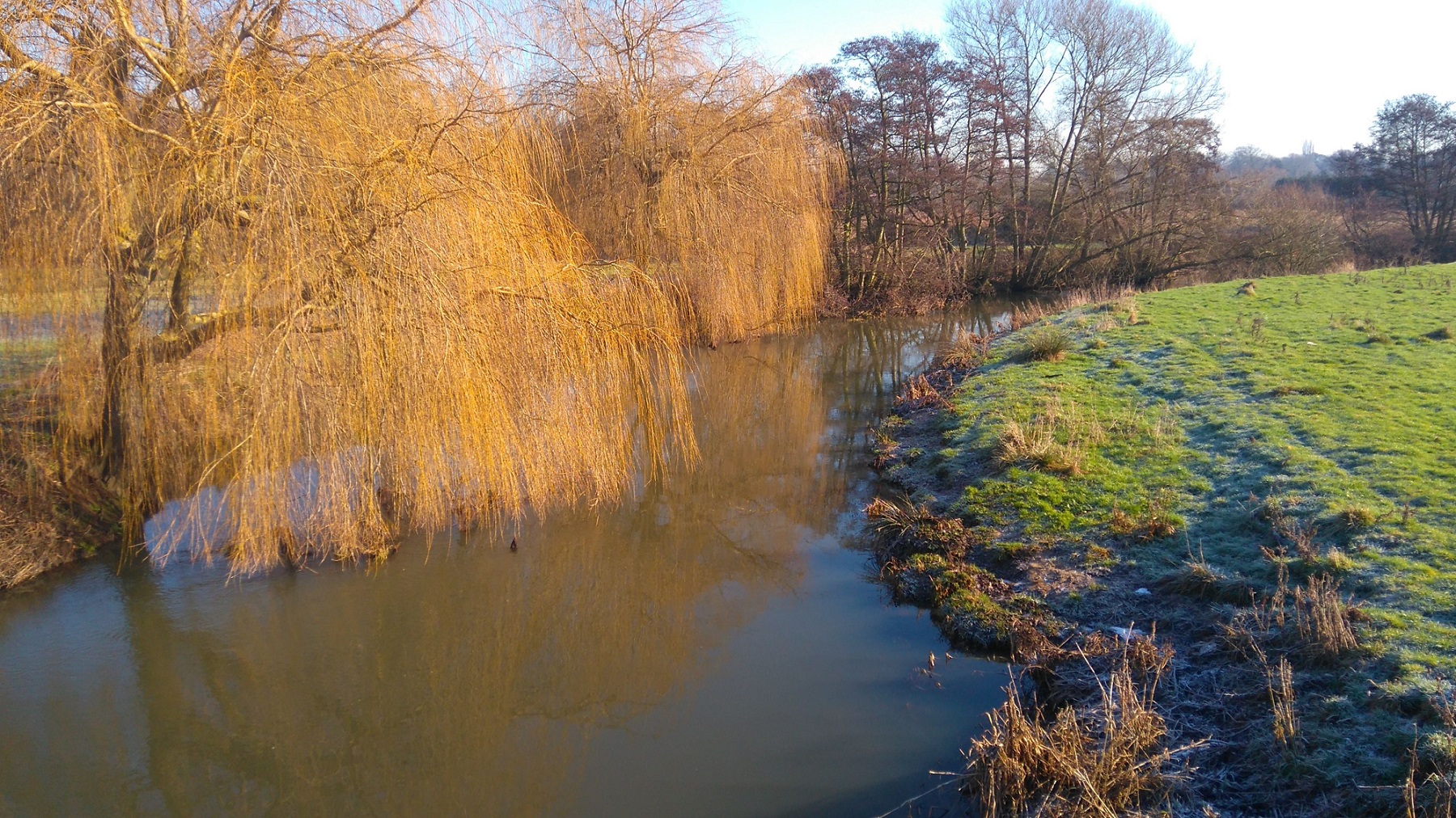 Bare willow trees glow golden in the winter sunshine as they drape across a small river. The grassy right bank of the river is frosty in the shaded patches.