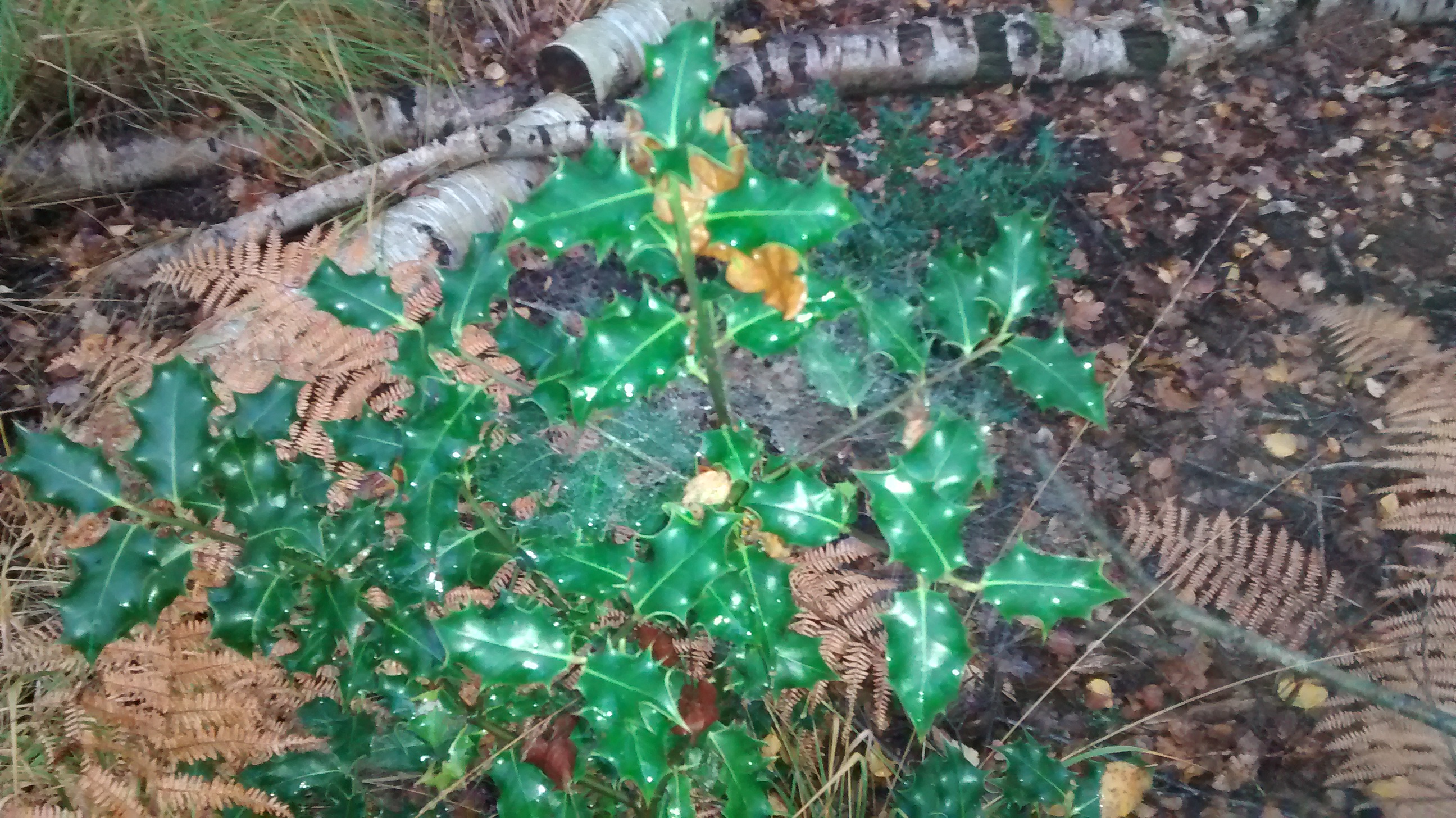 A small holly tree bush against a backdrop of dead ferns and rotten logs in winter