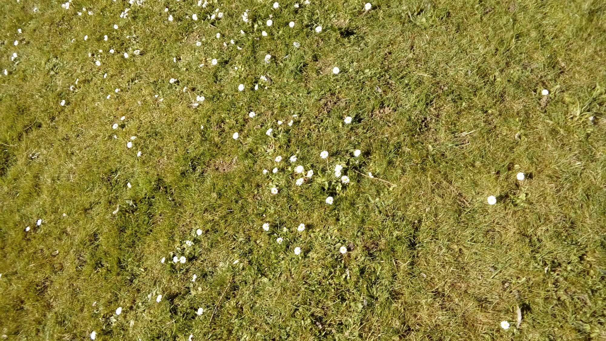 Spring daisies on short grass sunny