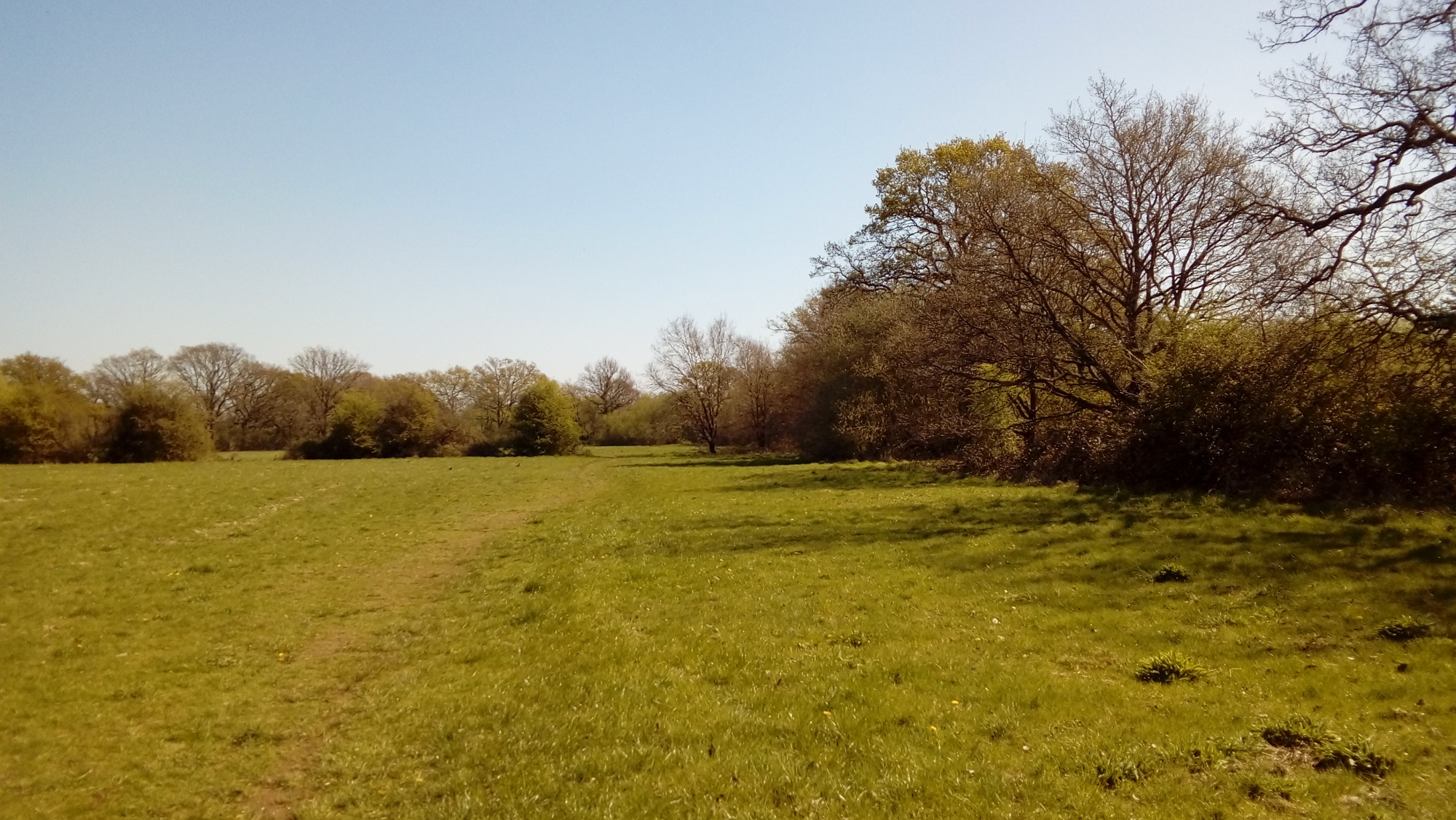 A grassy meadow with a line of trees to the right, on a sunny spring day with blue skies. Chobham, Surrey.