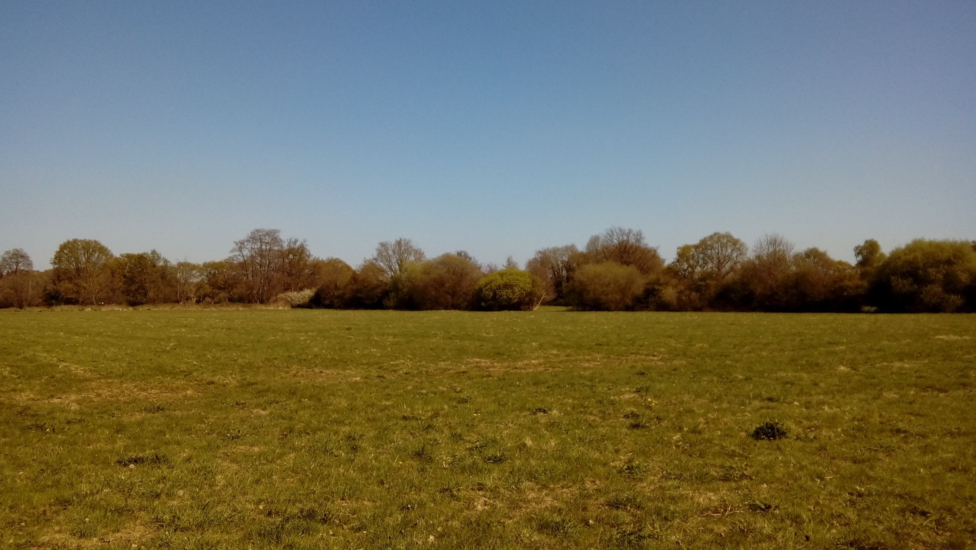 A grassy meadow with bushes in the background under a blue sky on a spring day. Chobham, Surrey.