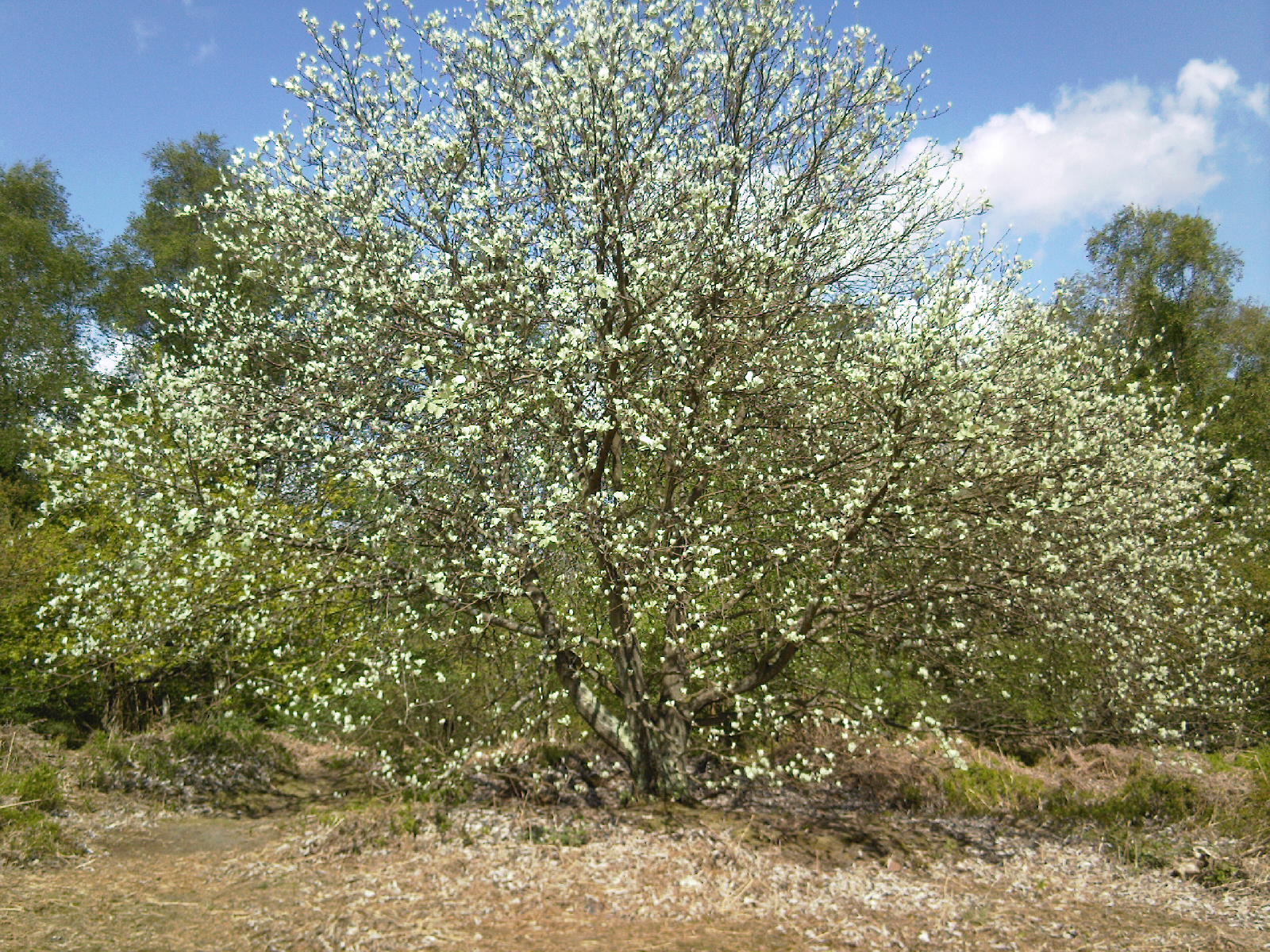 A large tree in early blossom on a sunny spring day in 2009.