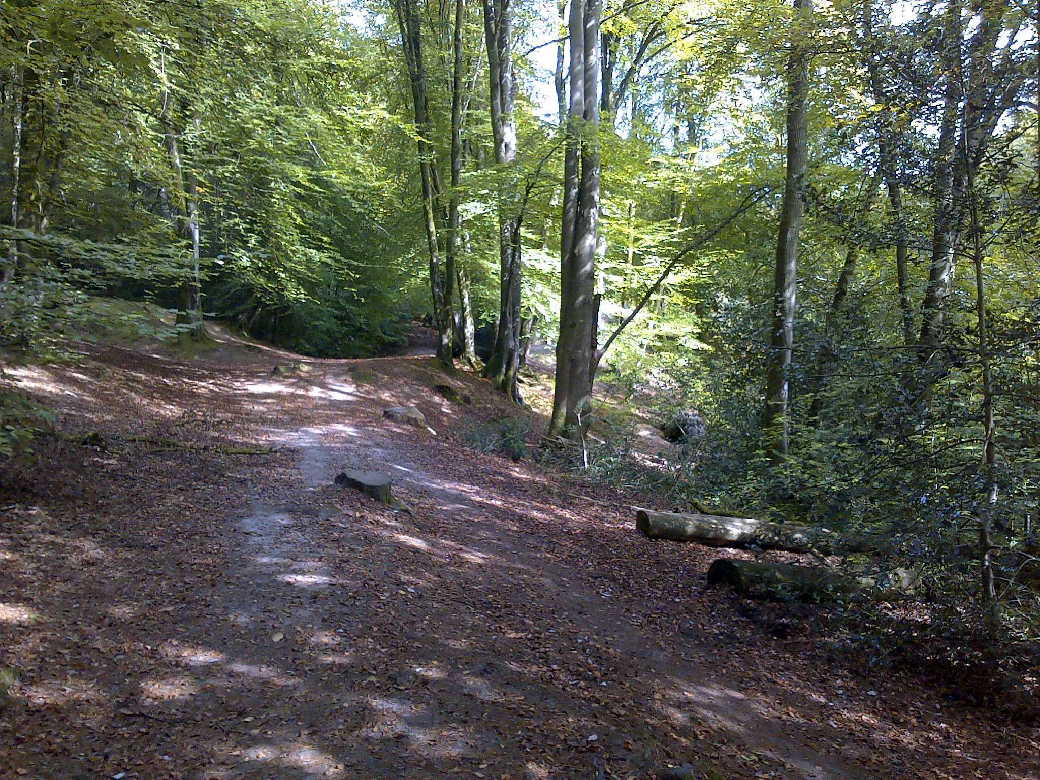 A path through woodland on a sunny early autumn day. Scattered leaves partially cover the path which is shaded by surrounding trees.