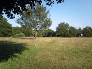 A grassy village green with distant trees on a sunny summer day in Chobham, Surrey.