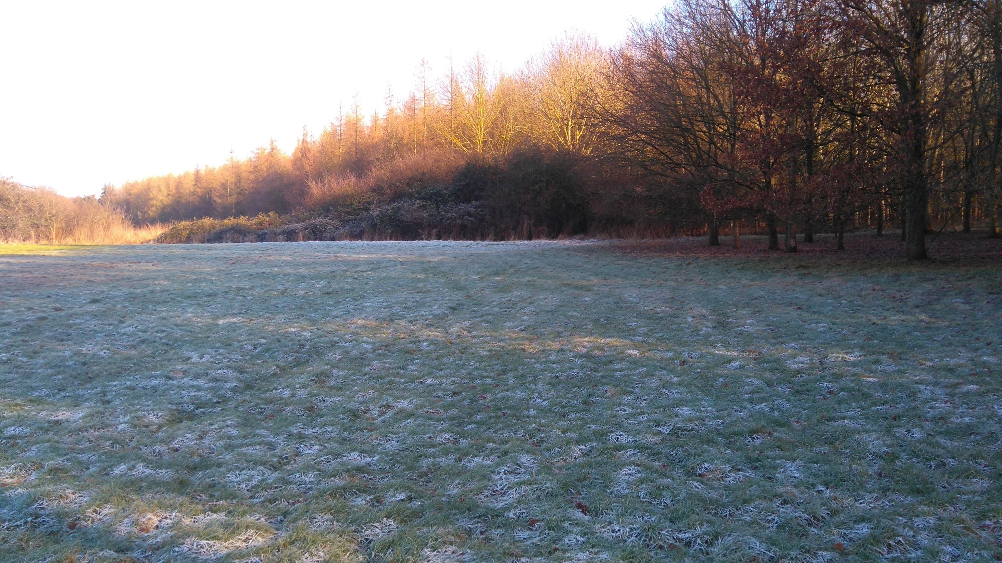 Field in shade covered in frost on a sunny winter day. Trees to the right block the sunlight that hits the tree line in the distance.