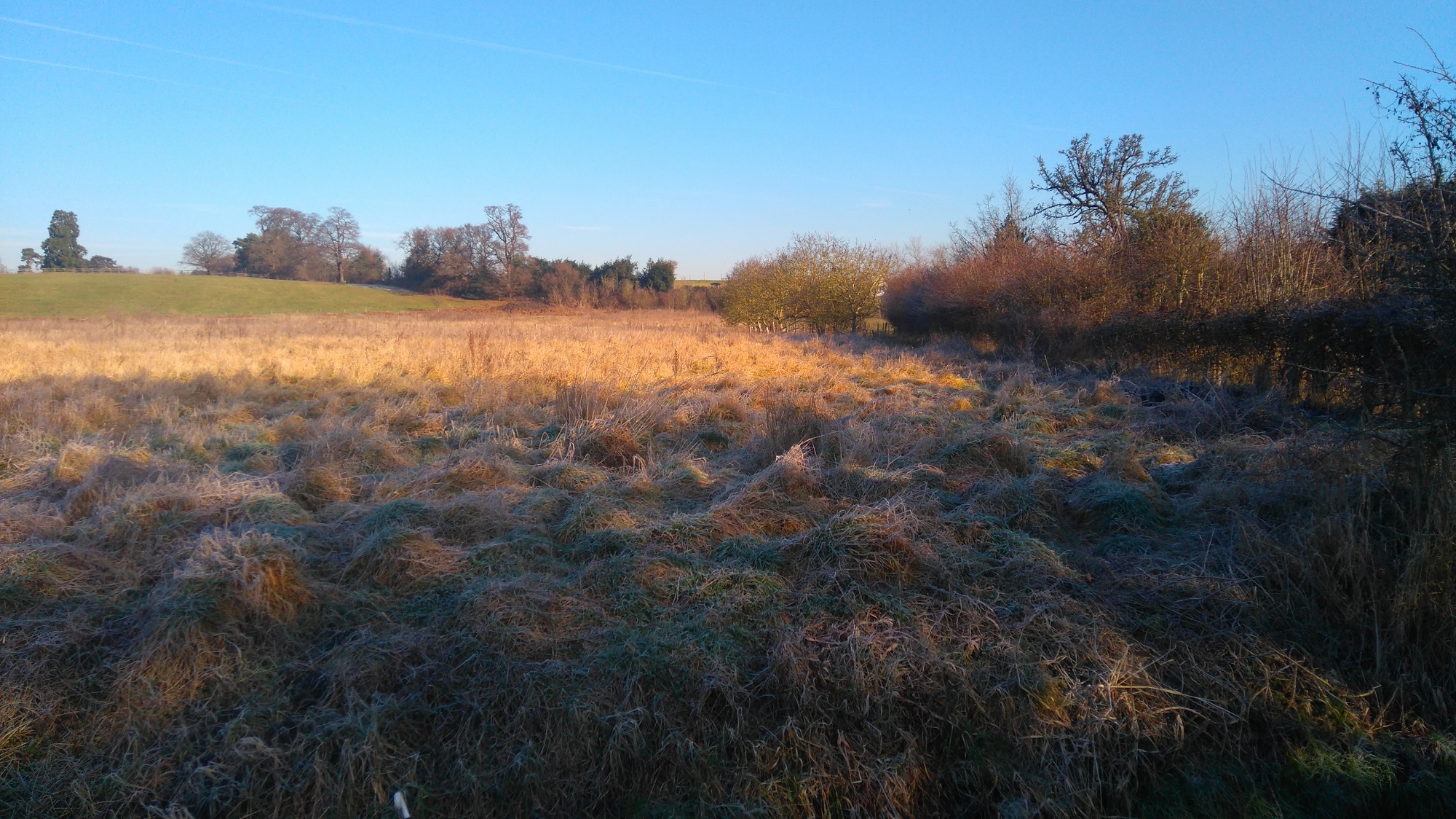 Winter meadow hedge blue sky