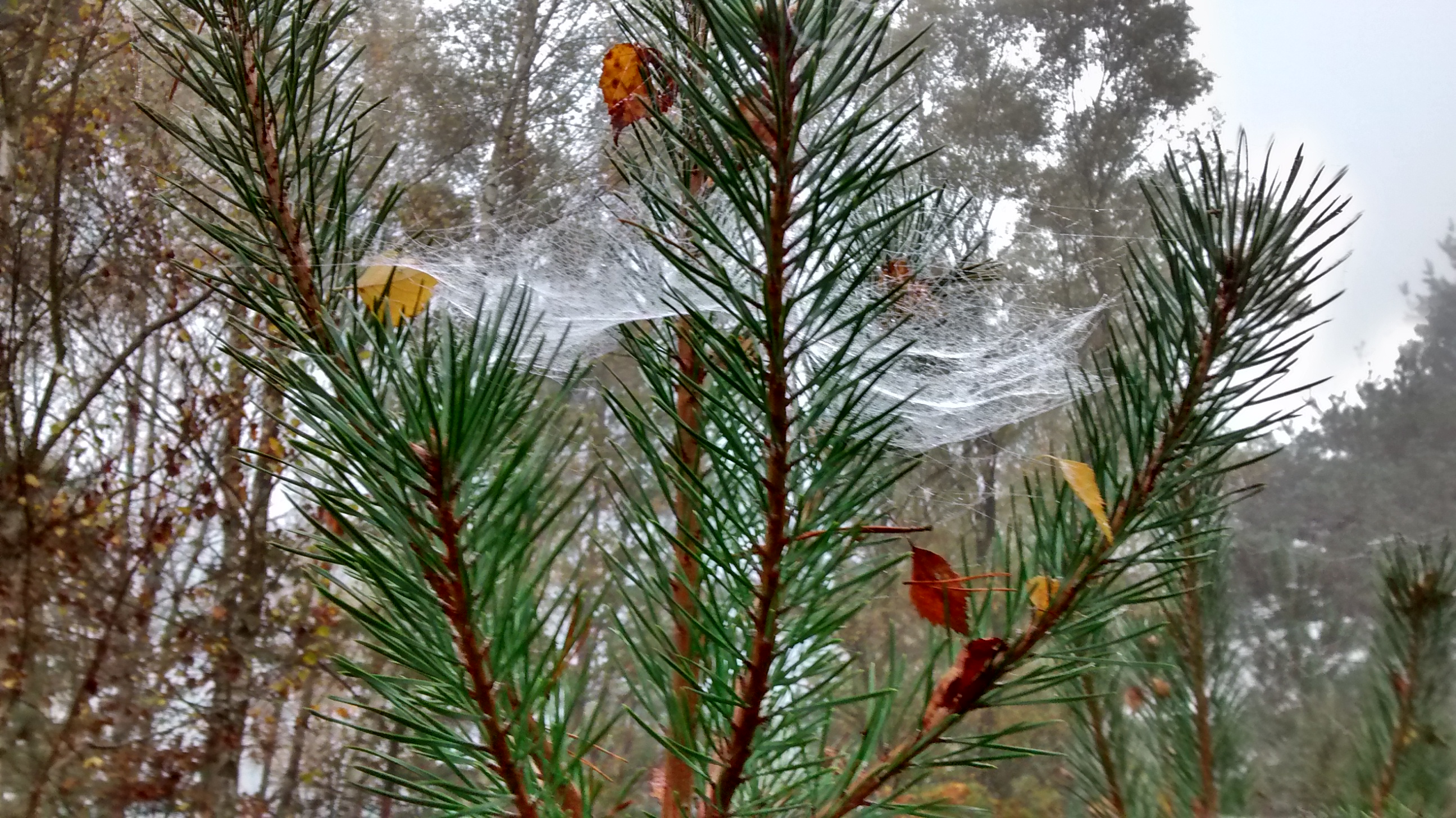 A pine tree against a back drop of winter trees, with cobwebs in the foreground