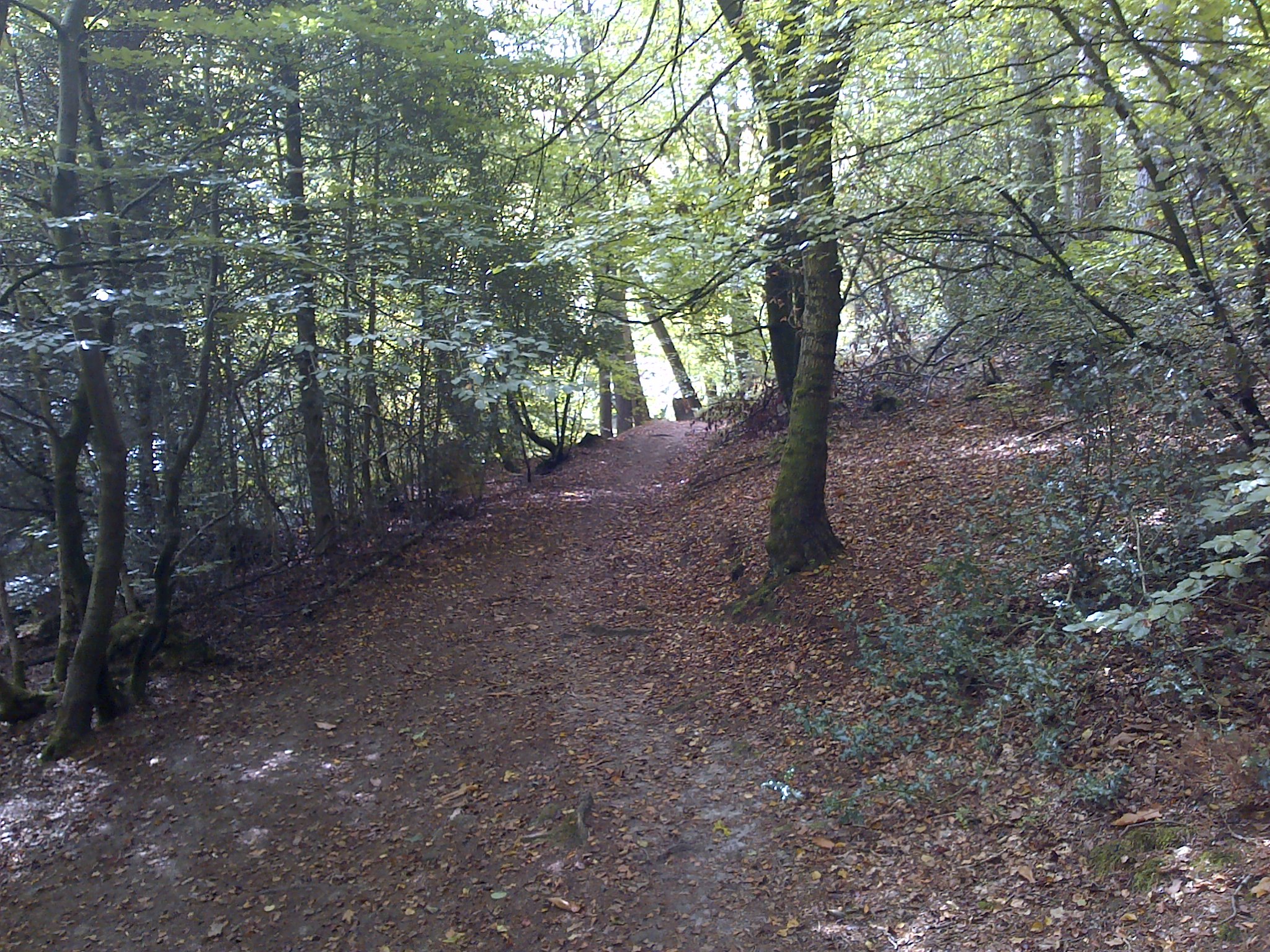 A path runs through a wooded area with a line of trees to the left and rising ground to the right. A shaded area on a sunny day.