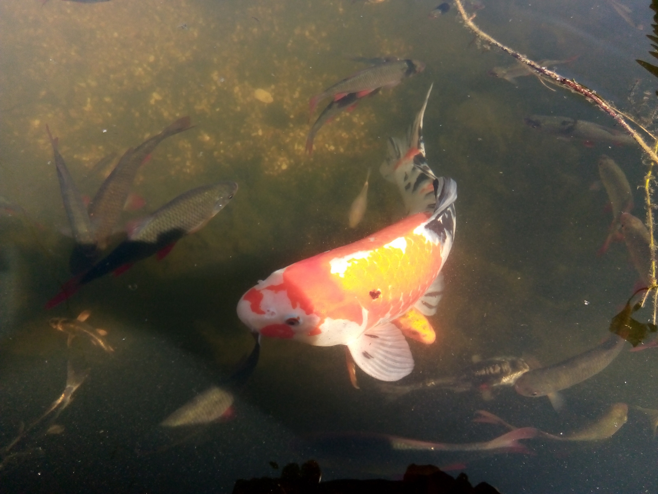 Big goldfish with other fish in pond