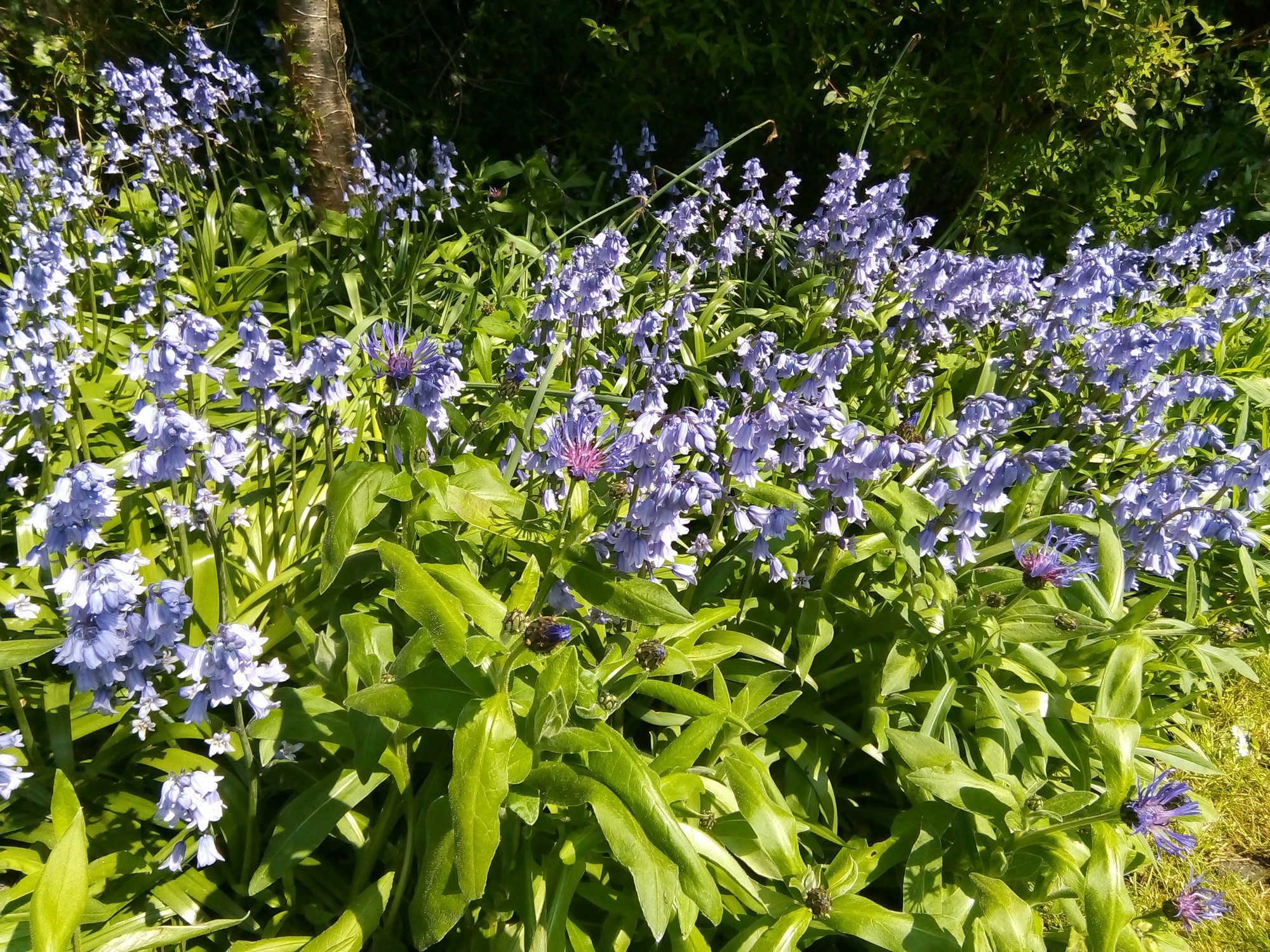 Bluebells in full flower on a sunny spring day