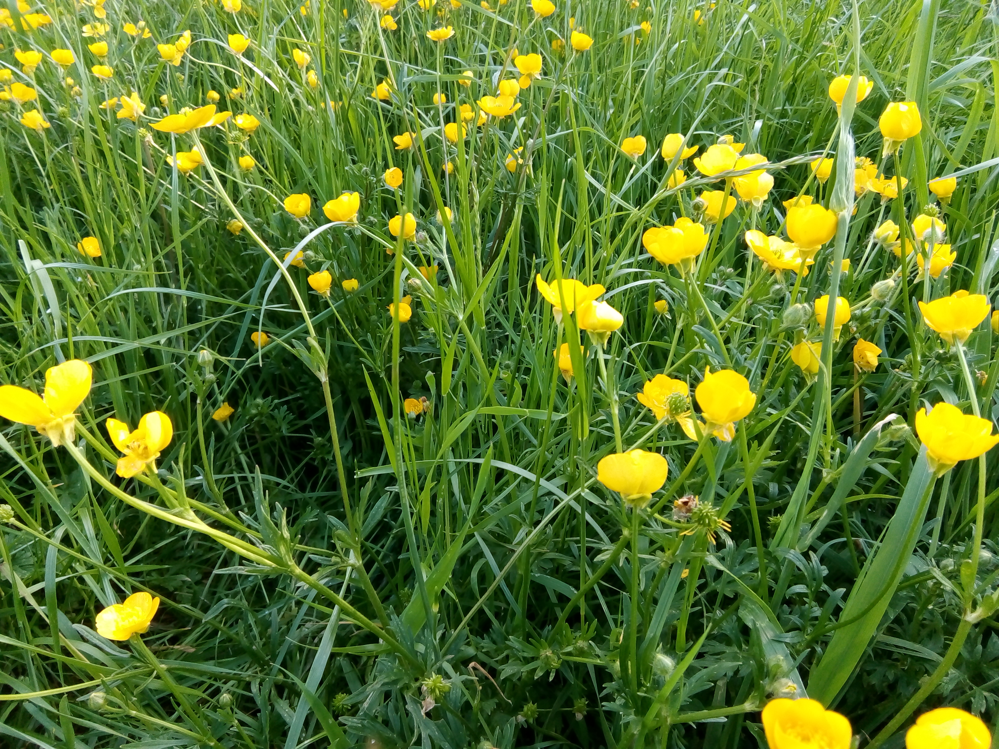 Buttercups in a field on a bright day