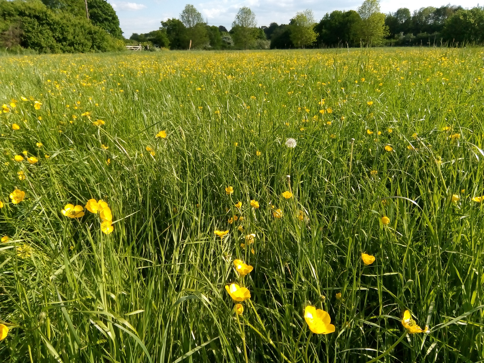 Looking across a lush early summer field yellow with buttercups on a sunny day.