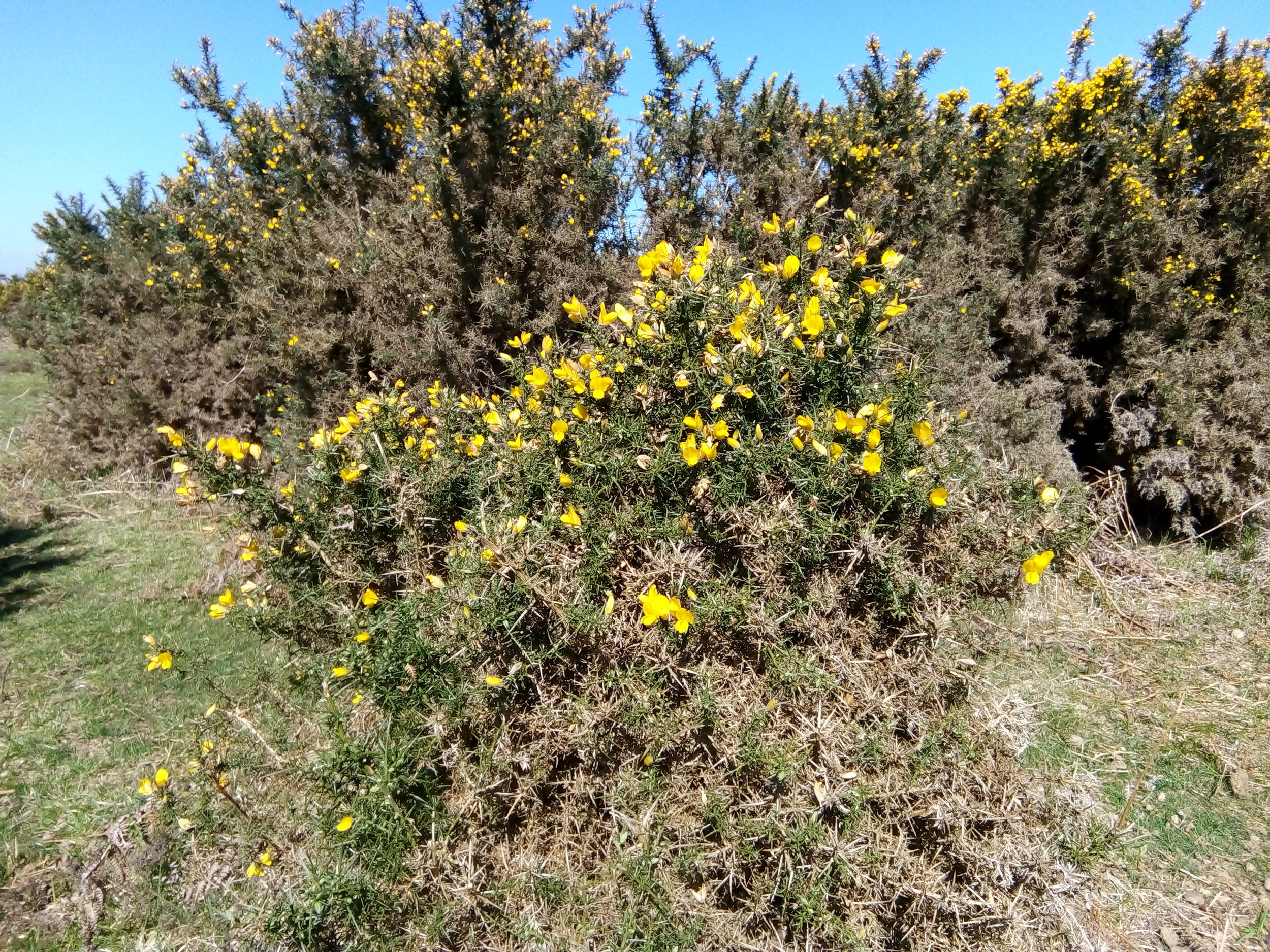 Gorse bush heathland summer