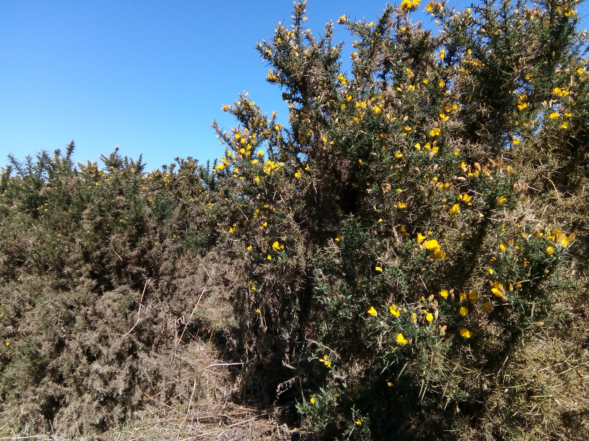 Yellow flowers are sported on a gorse plant on a sunny spring day