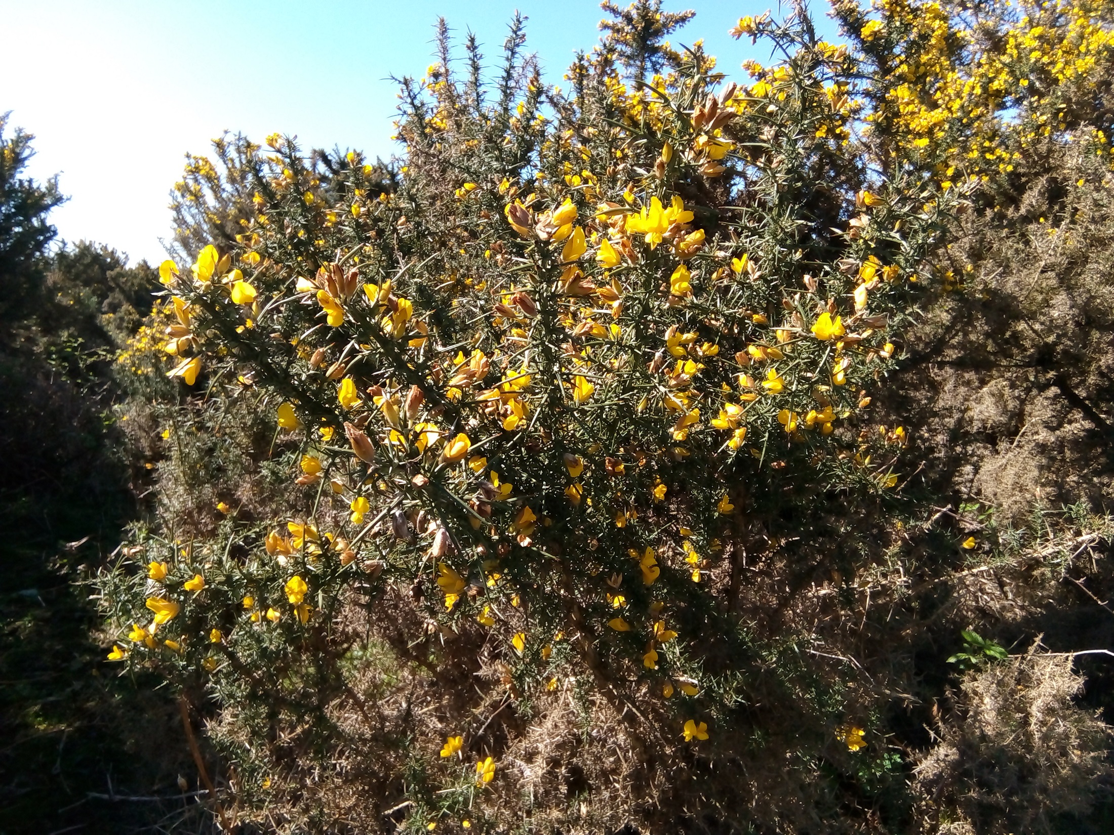 Yellow gorse flowers on a warm spring day