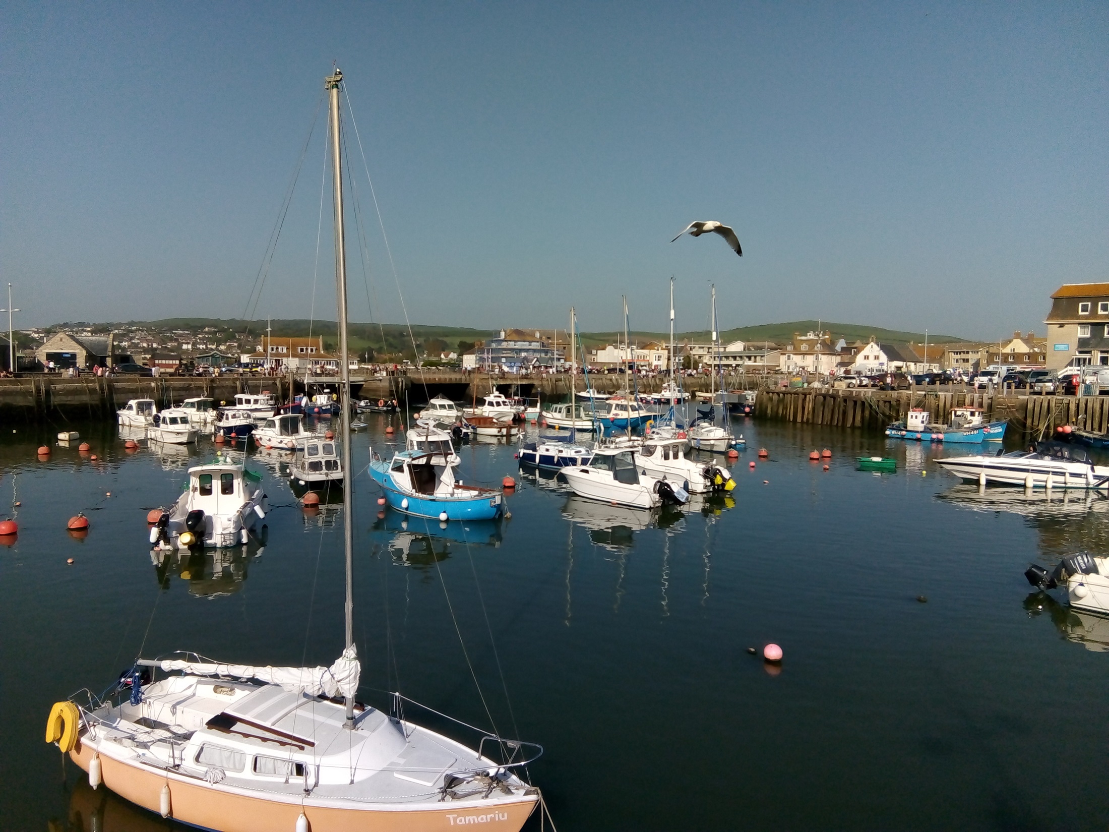 A harbour viewed under a blue sky with boats moored up, with a seagull flying over the scene. In the distance green hills are visible.