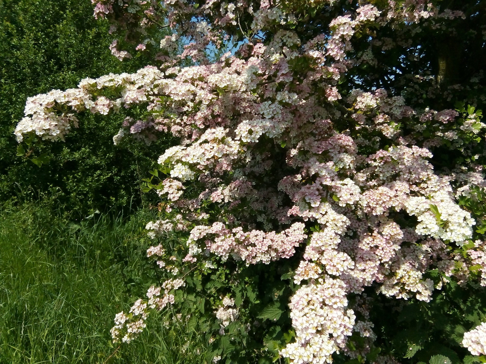 A hawthorn plant in full blossom on a sunny late spring day.